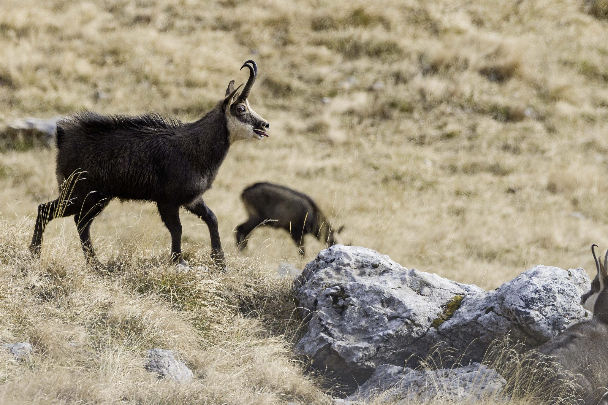 Chamois
