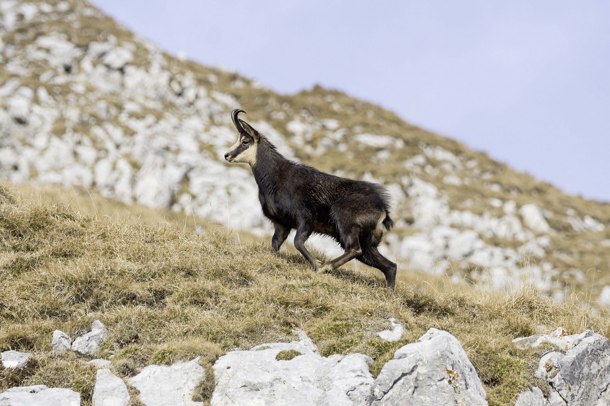 Chamois