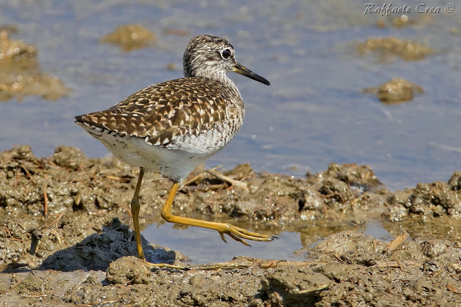 Piro Piro Boschereccio