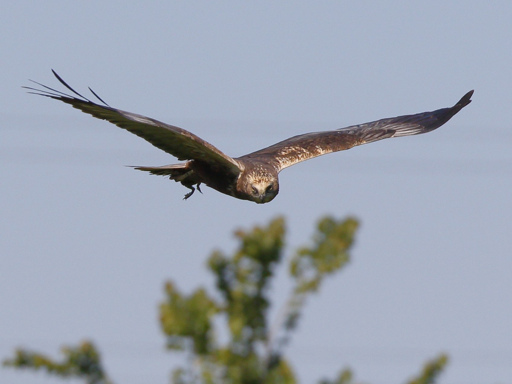 Marsh Harrier with prey