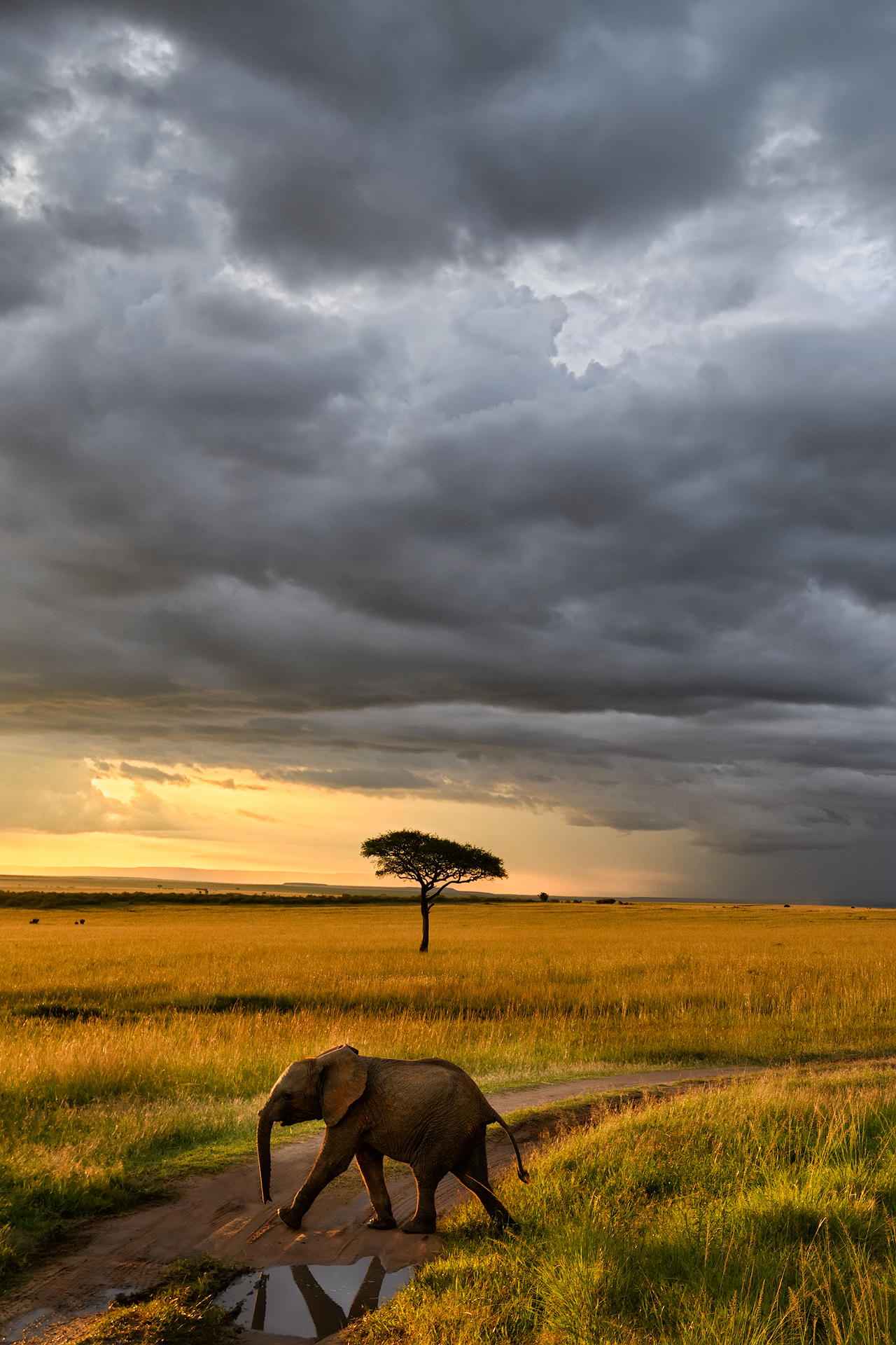 Masai Mara Sunset