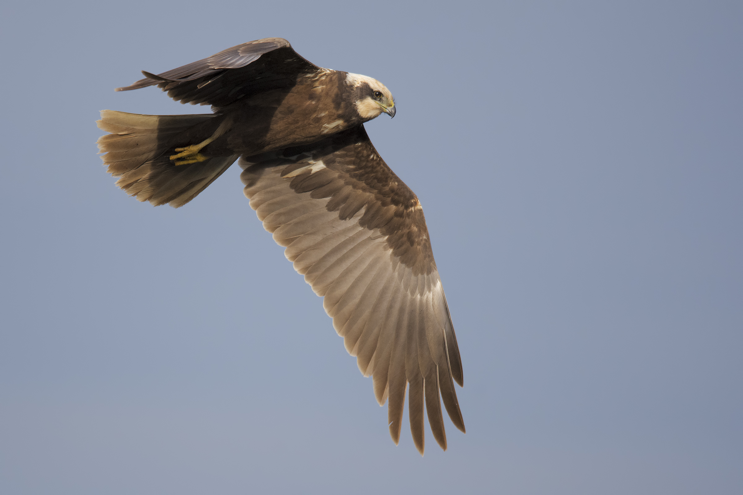 falco di palude (Circus aeruginosus)