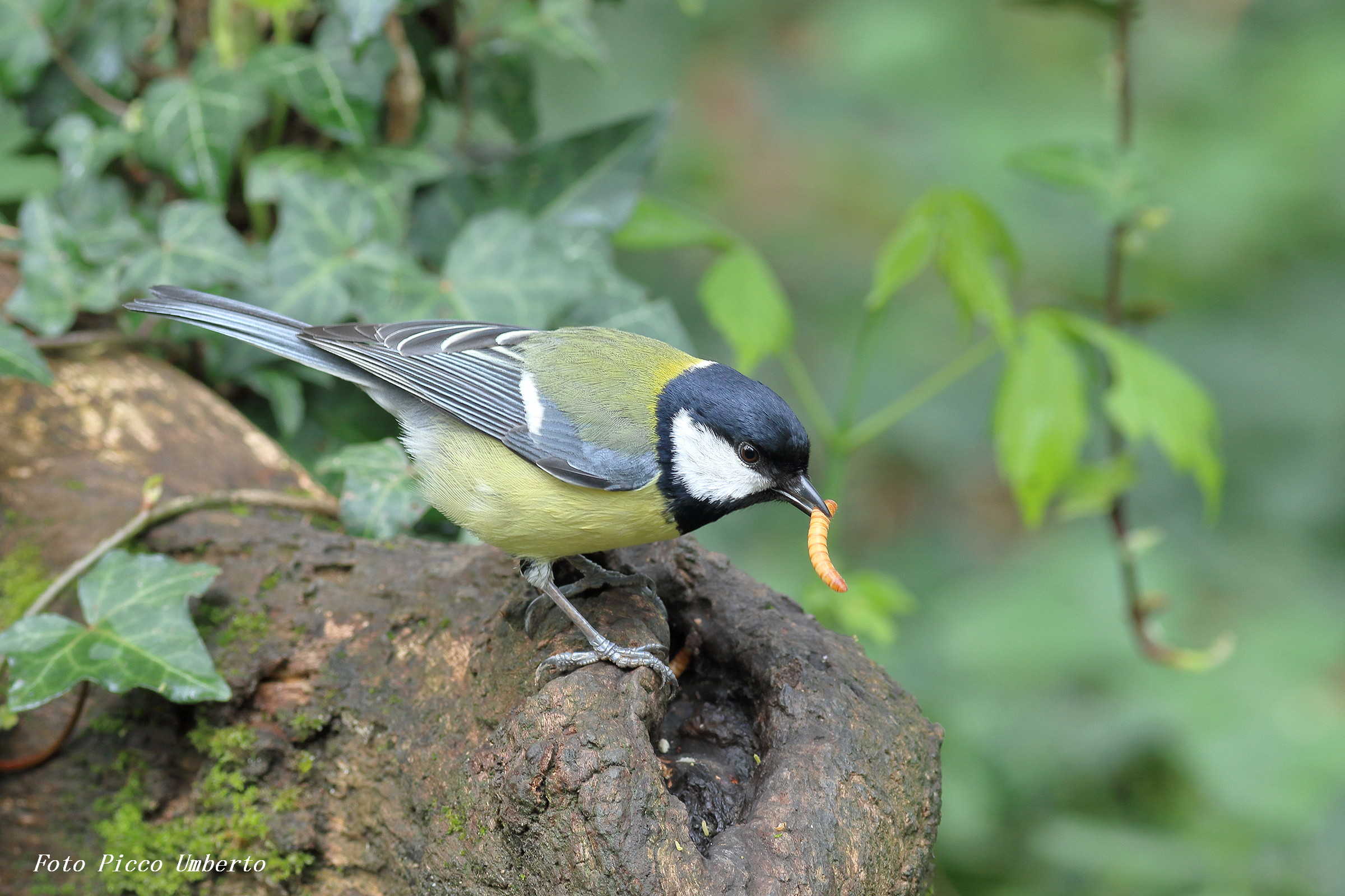 cinciallegra con camola