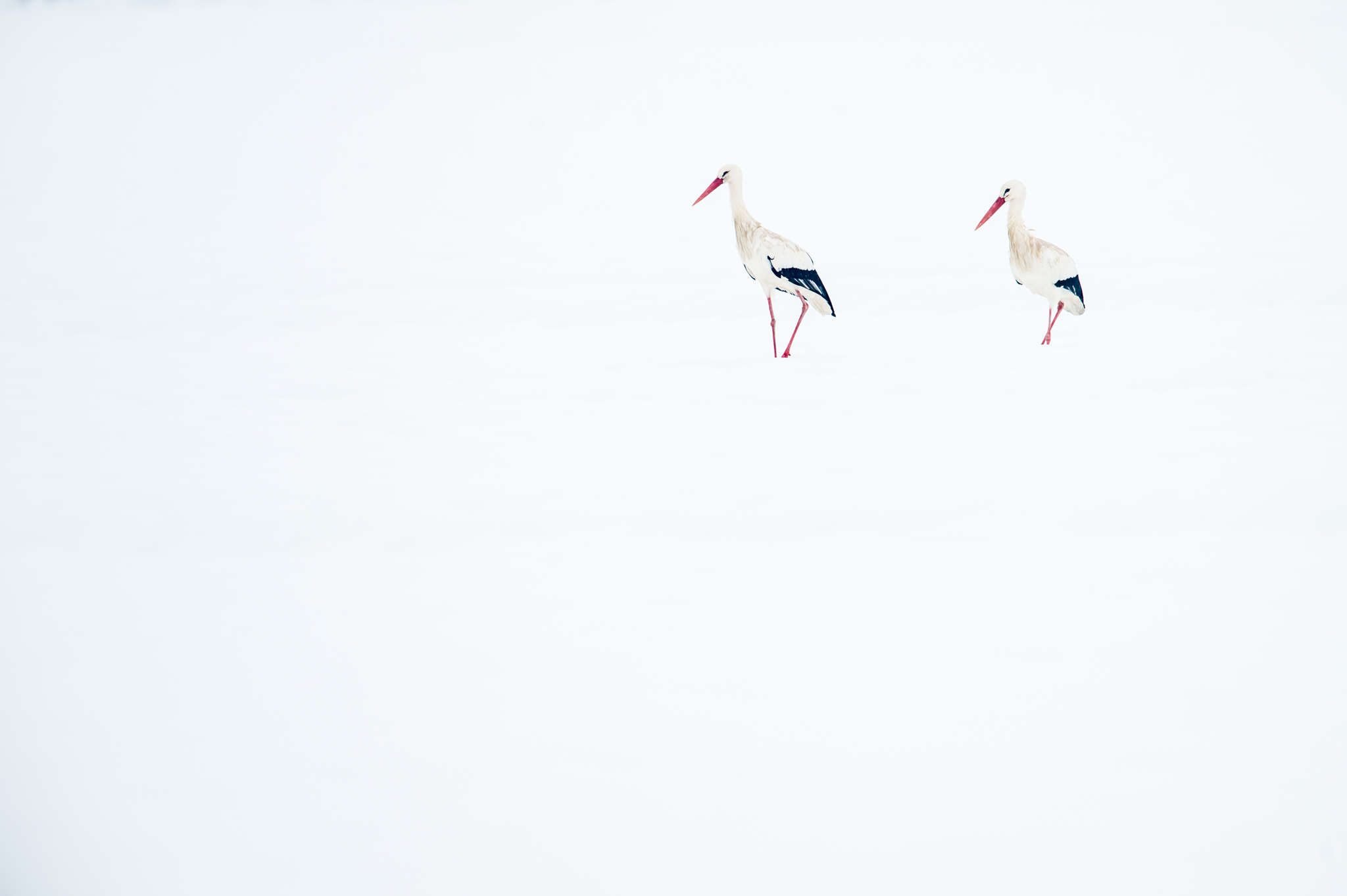 Quando ancora nevicava