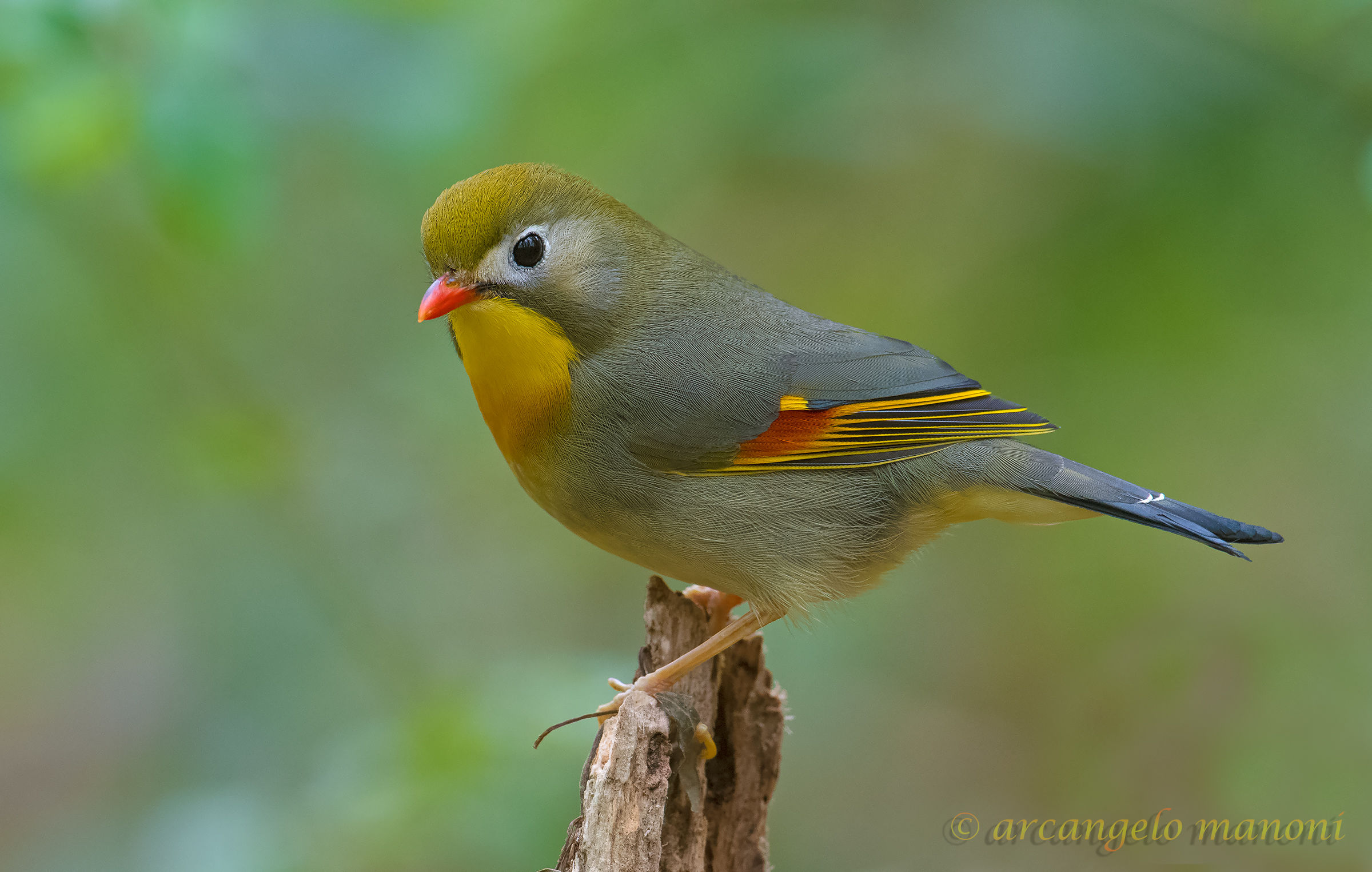 Un maschietto di Usignolo del Giappone