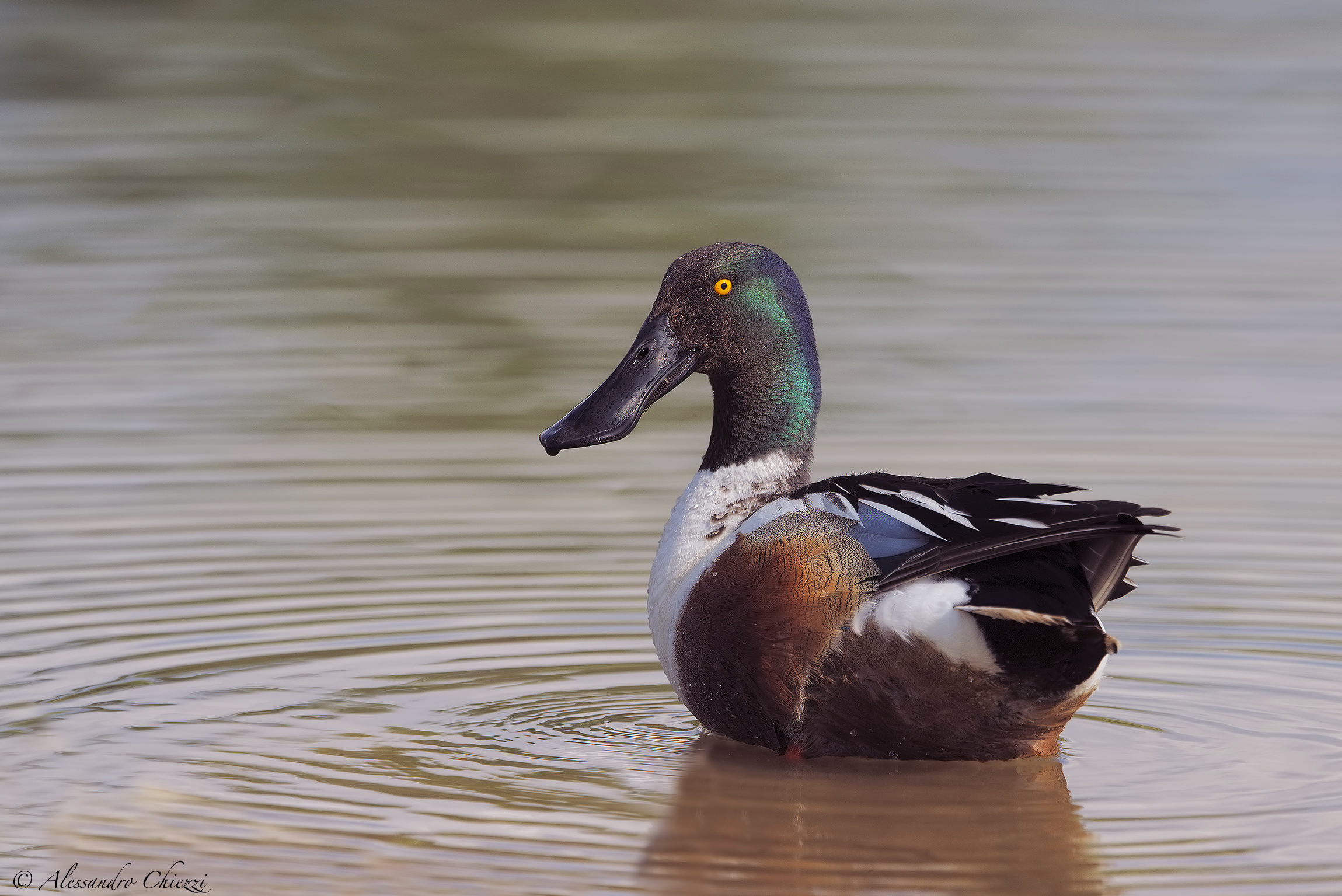 Shoveler