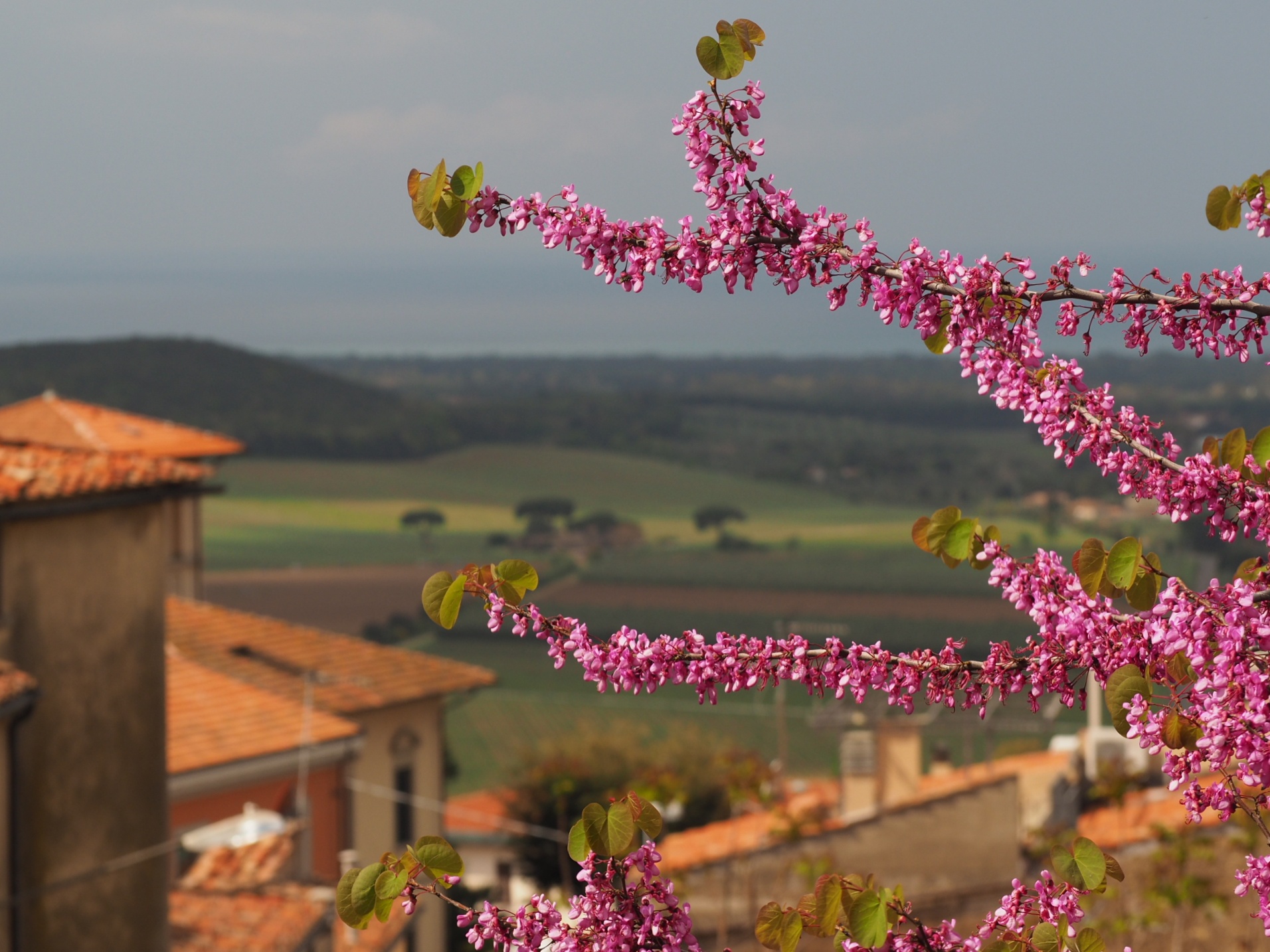 Panorama (Castagneto Carducci)