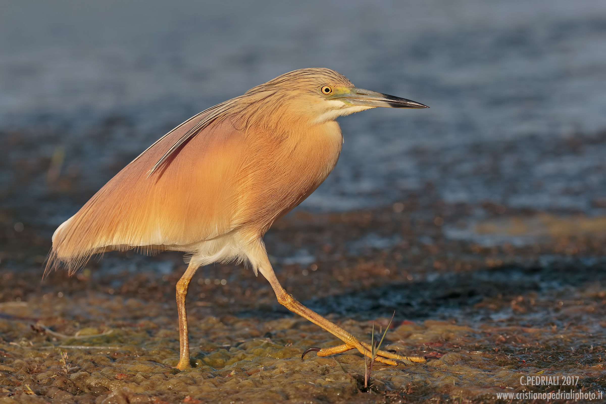 The pace of sgarza ...