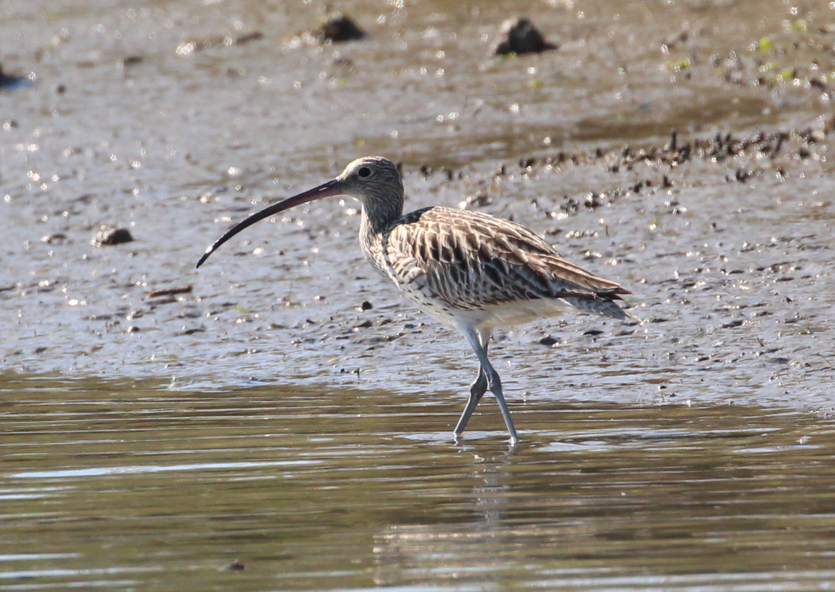Curlew mouth of the Po
