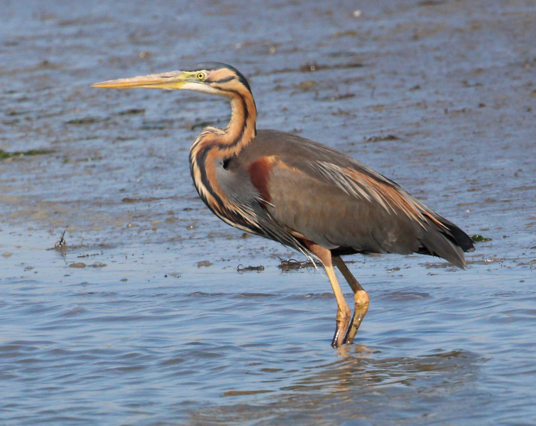 Purple Heron, the mouth of the Po 4/2017