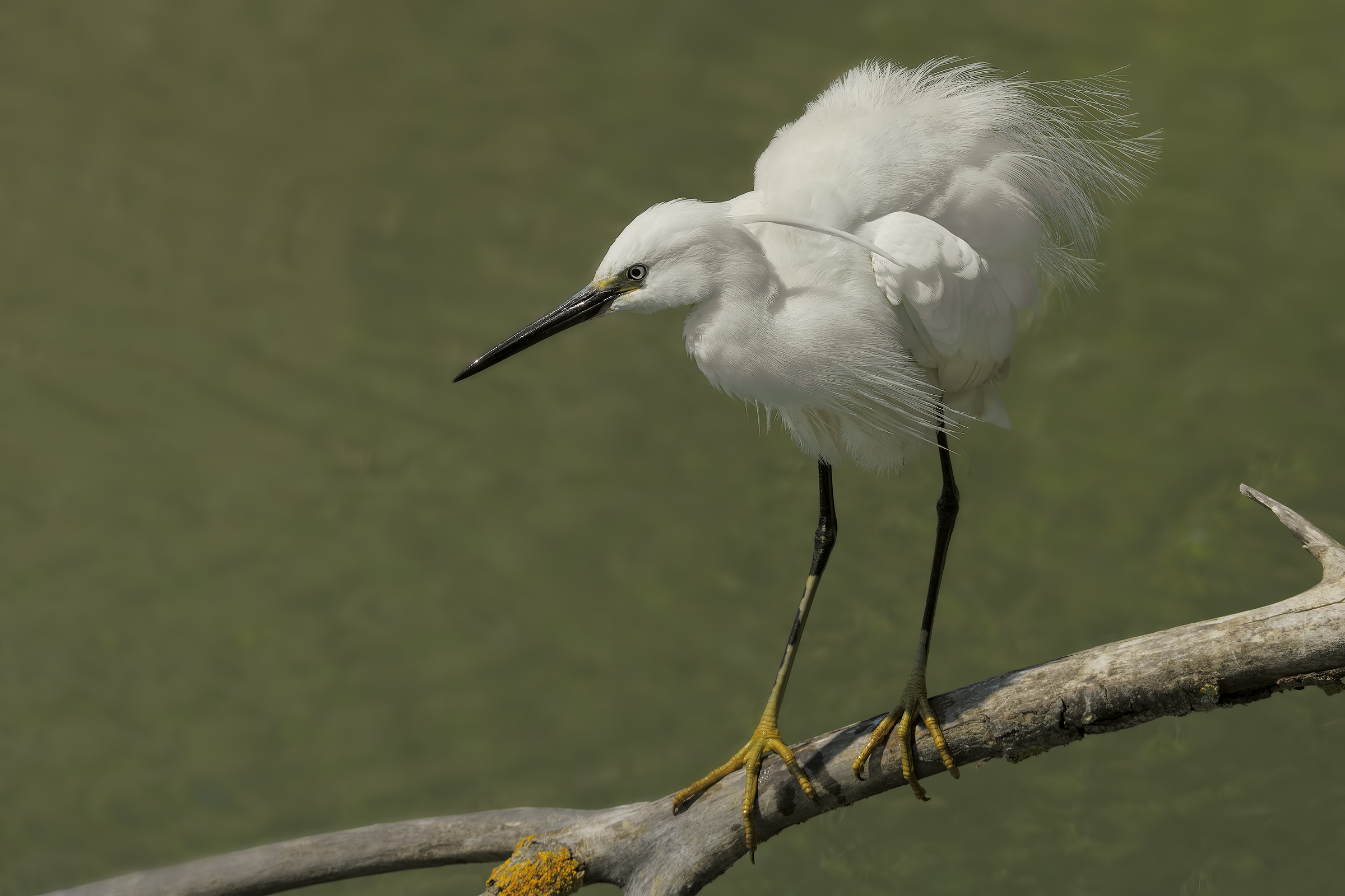 Egret