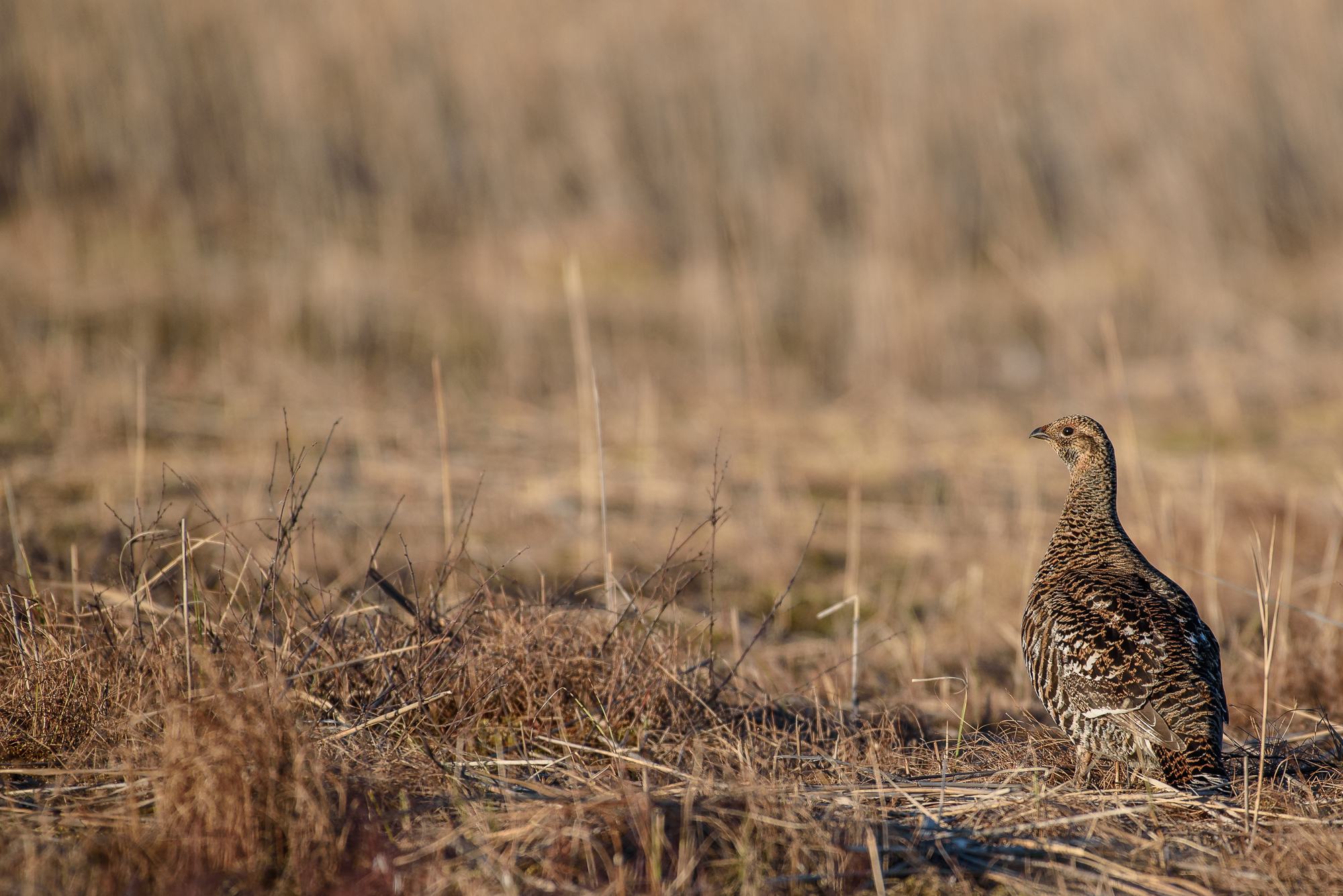 Female black grouse