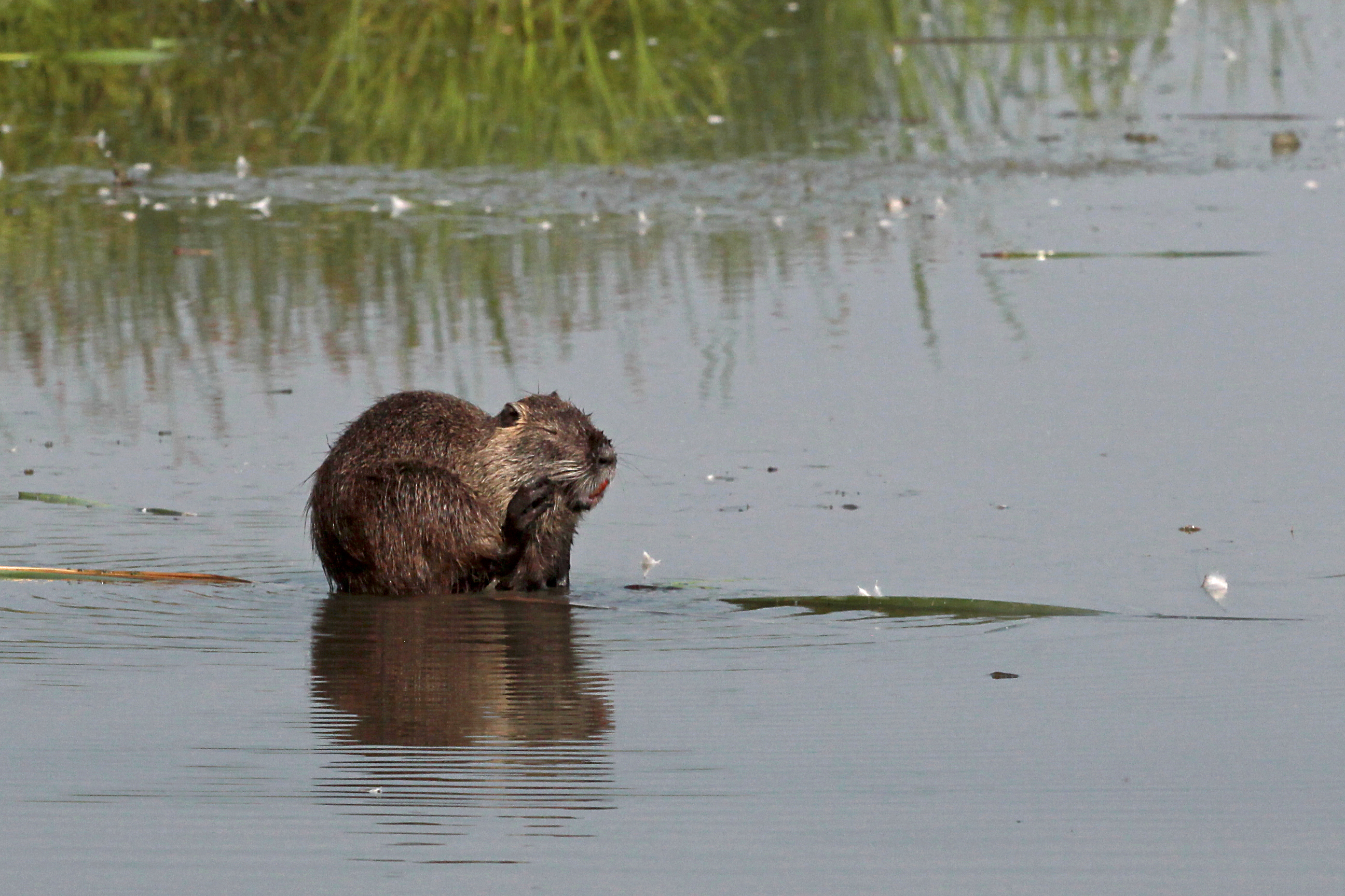 Nutria