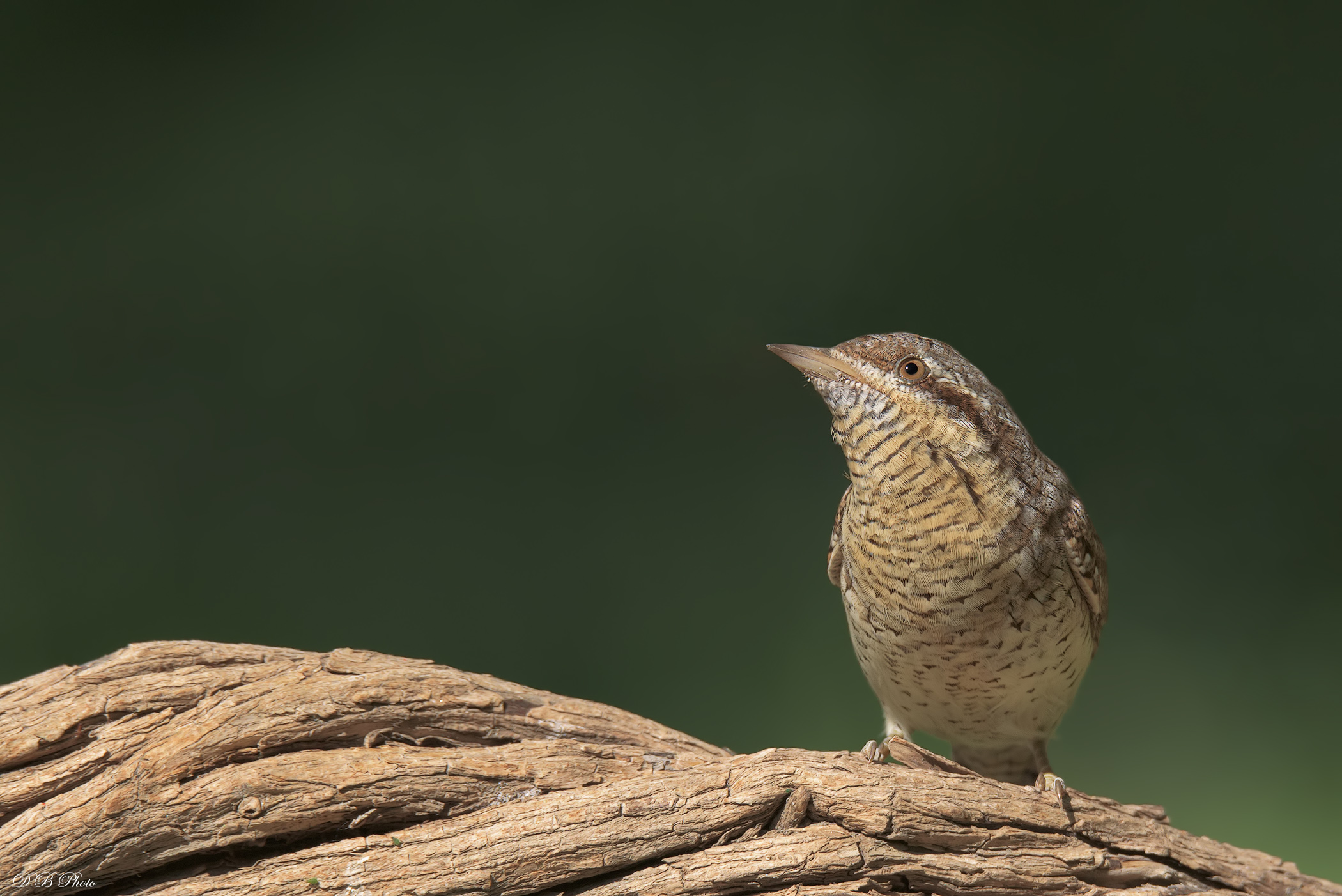 Torcicollo - Jynx Torquilla