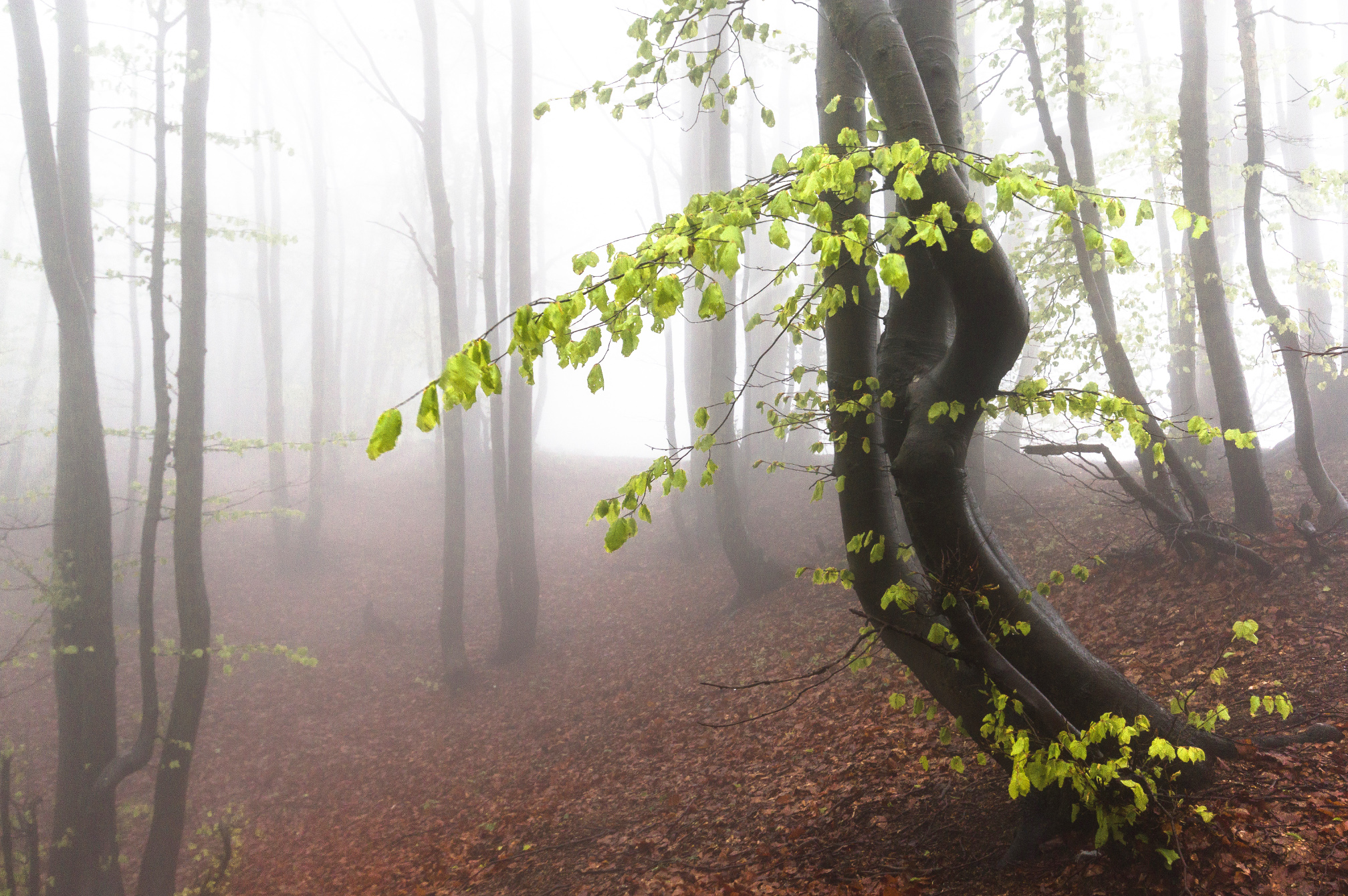 Nebbia primaverile nella faggeta