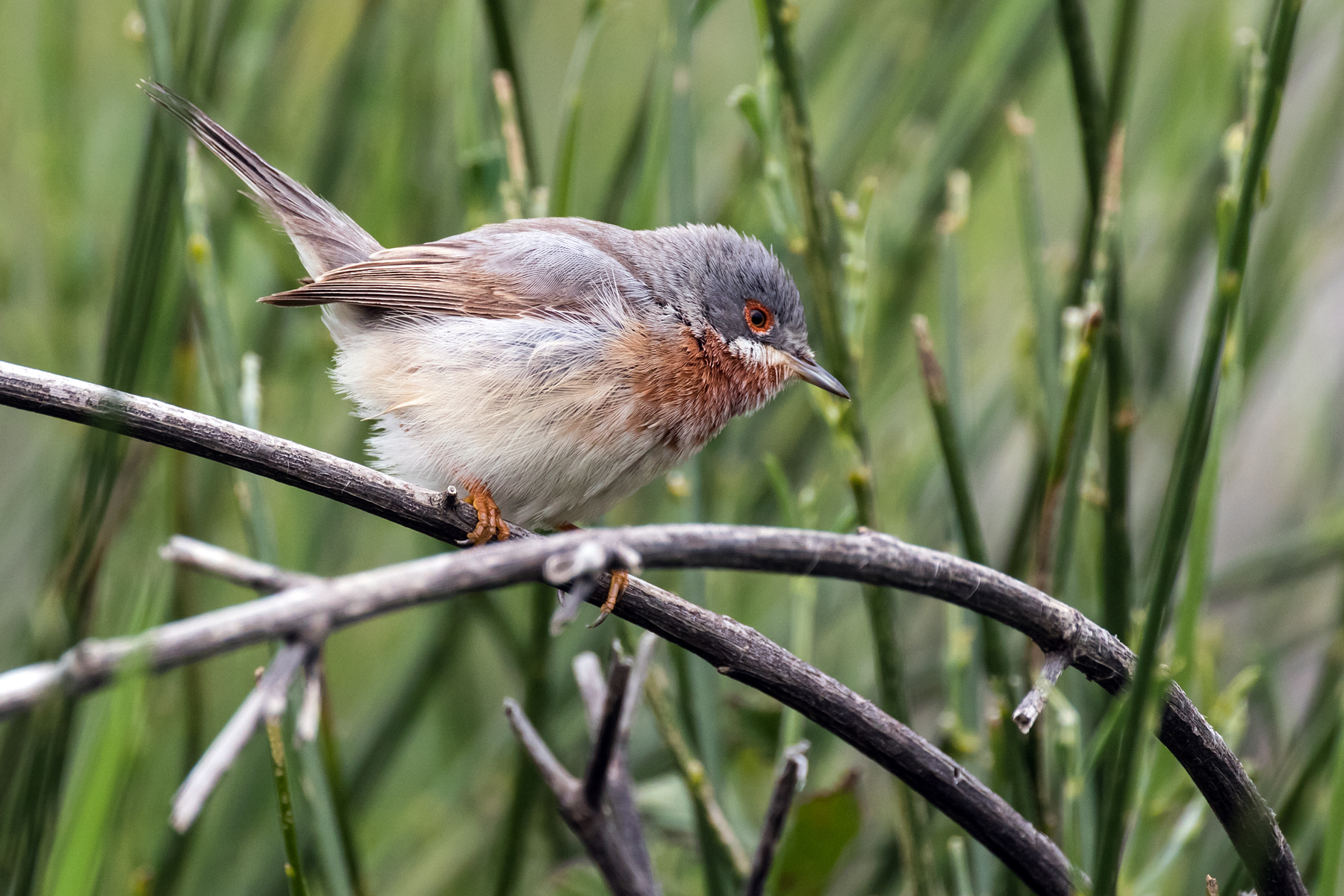subalpine Warbler