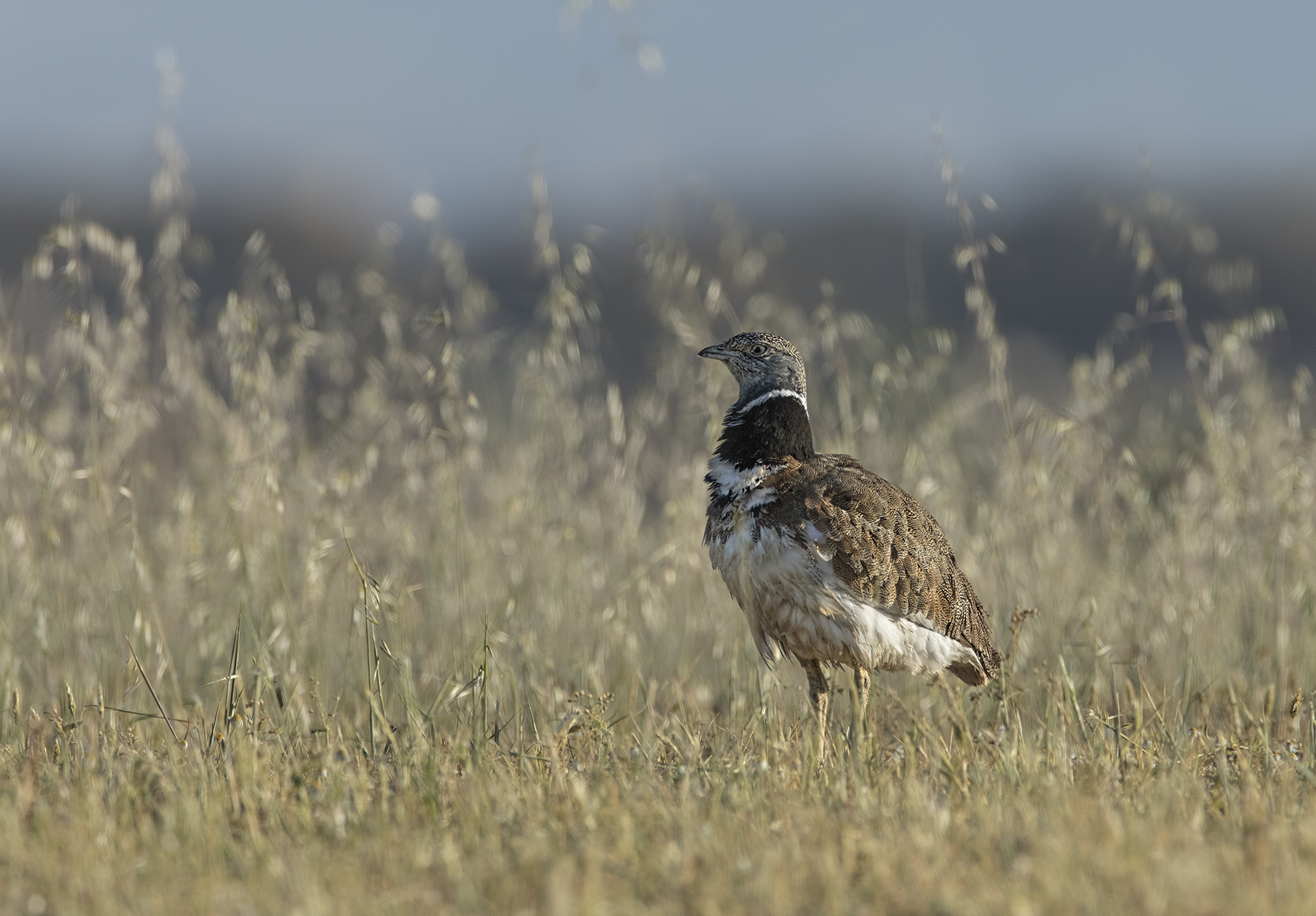 gallina prataiola, piana del coghinas