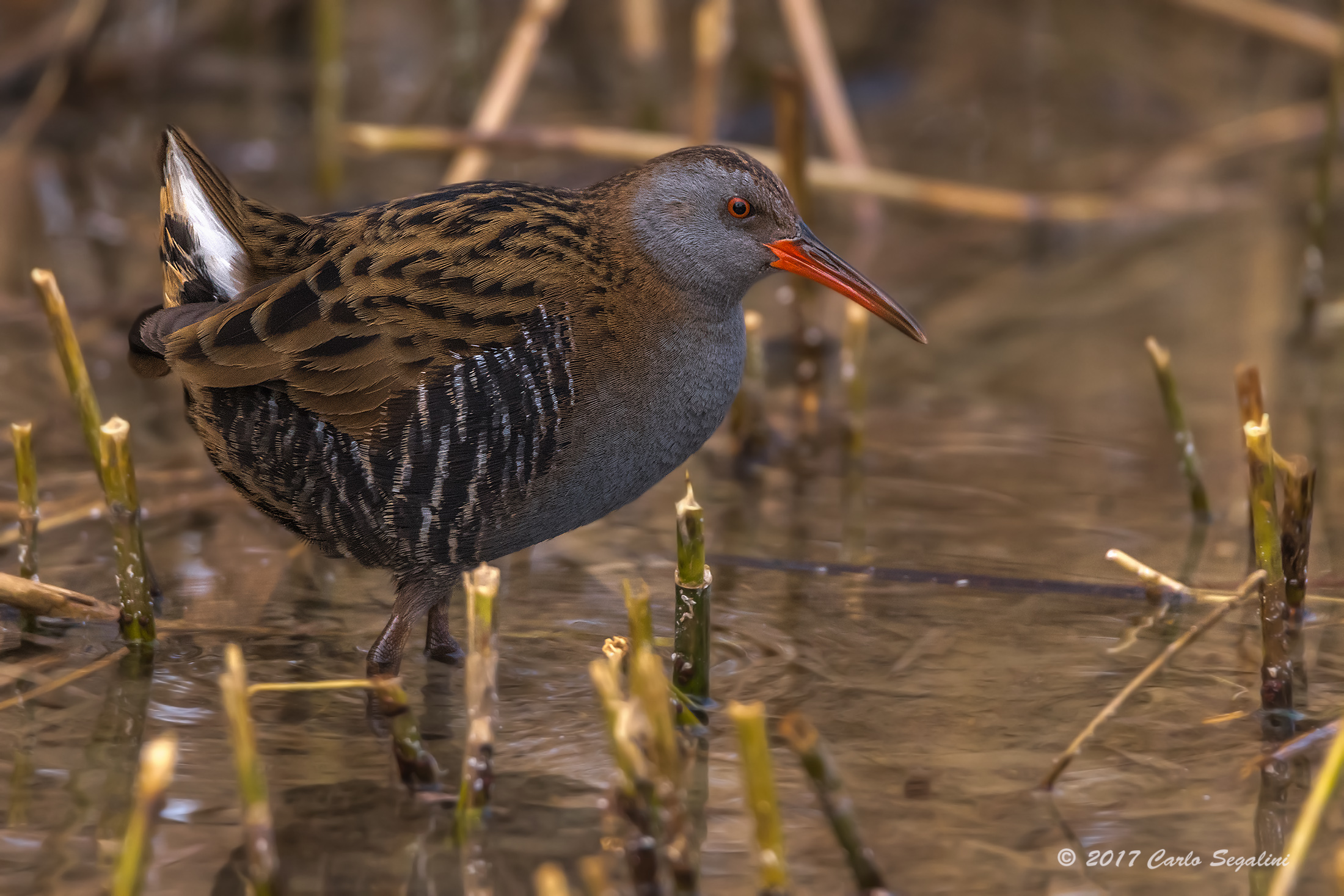 Water Rail