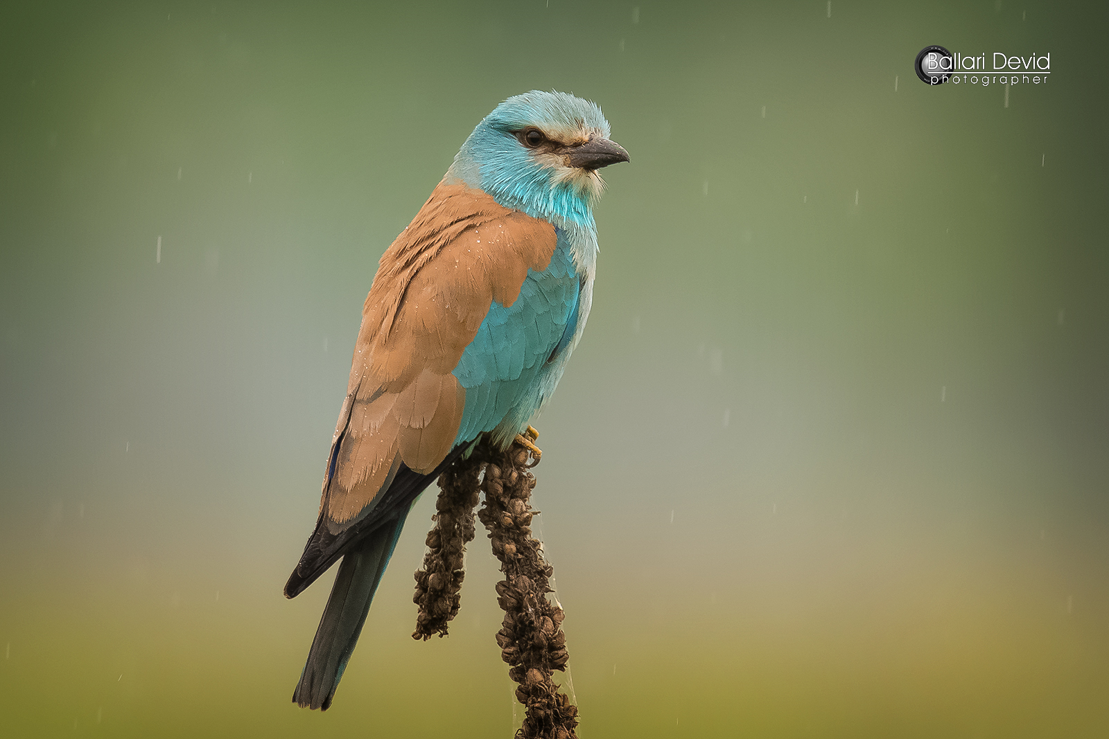 under the rain ... jay Navy