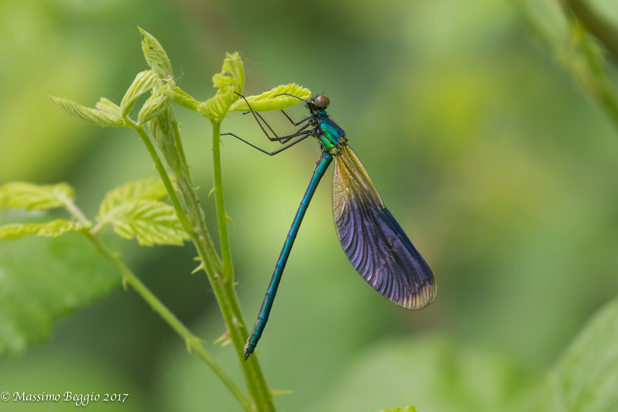 desiderando una lente macro