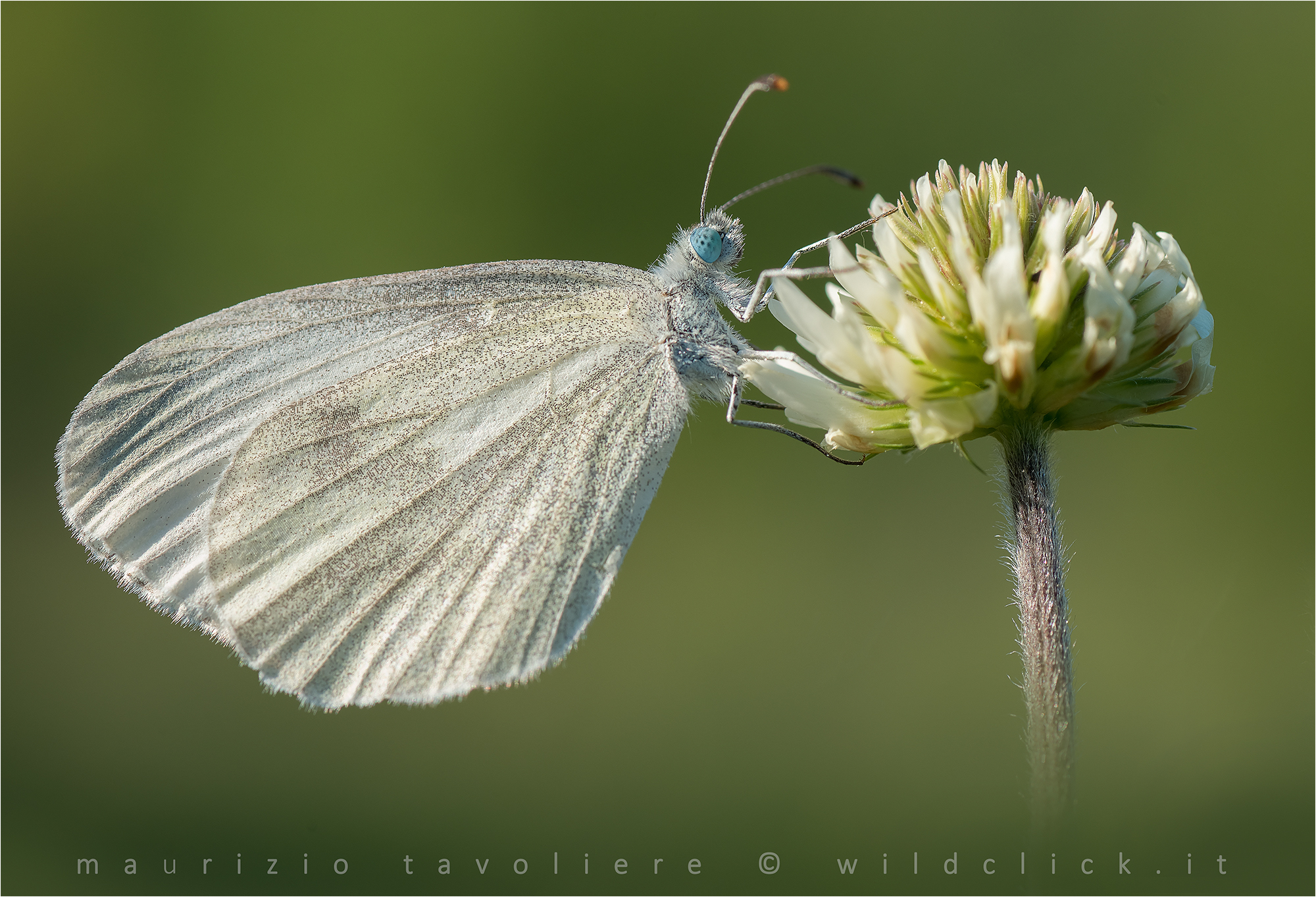The wood white .. Leptidea cfr. sinapis
