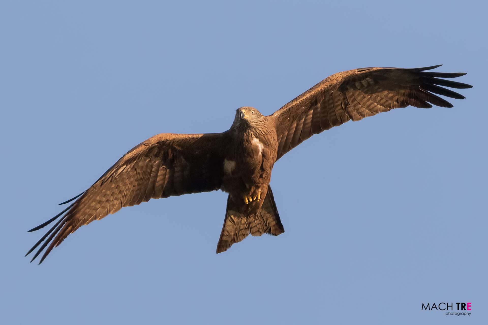 Nibbio bruno (Milvus migrans)