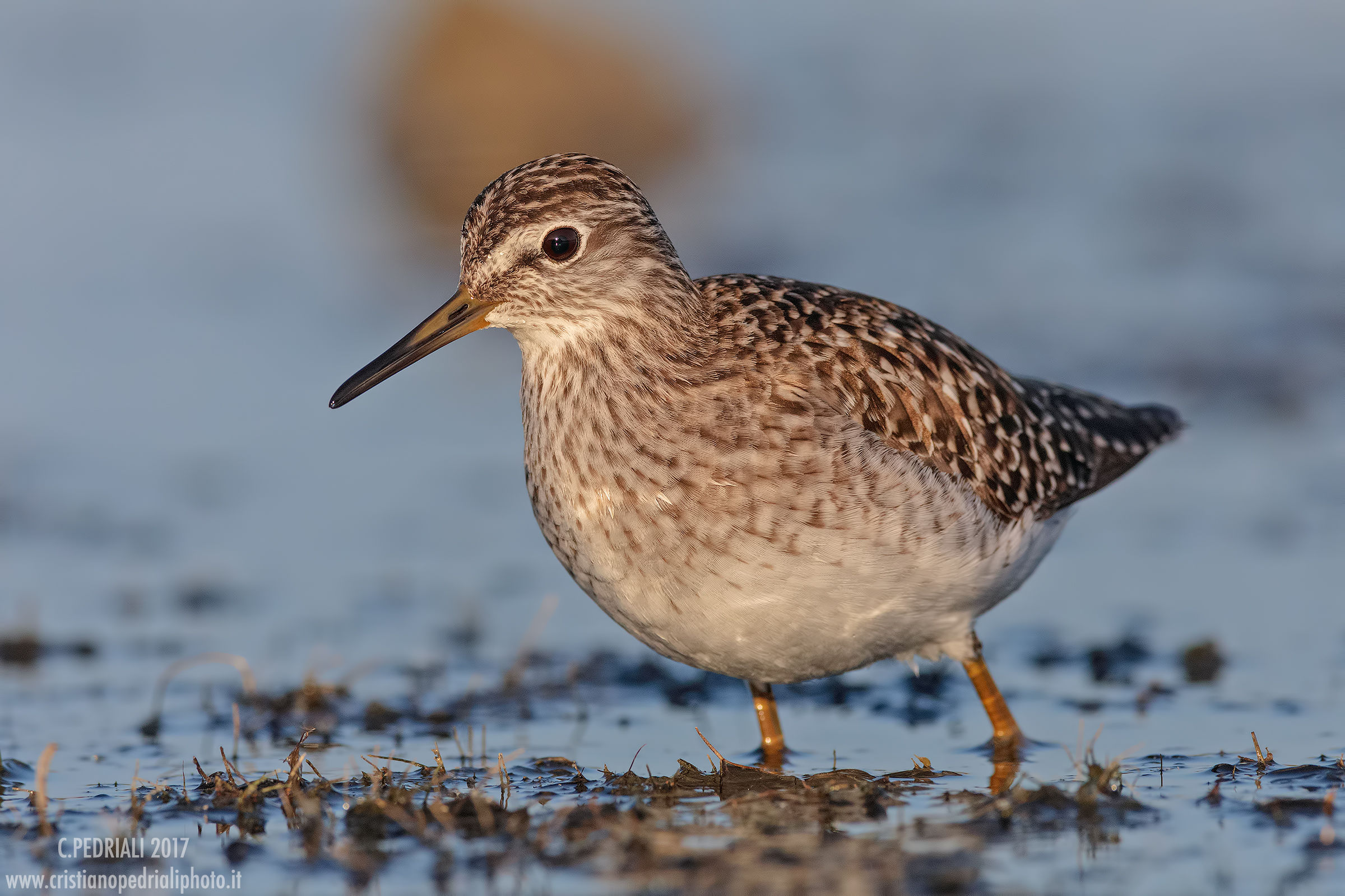 Wood Sandpiper ...
