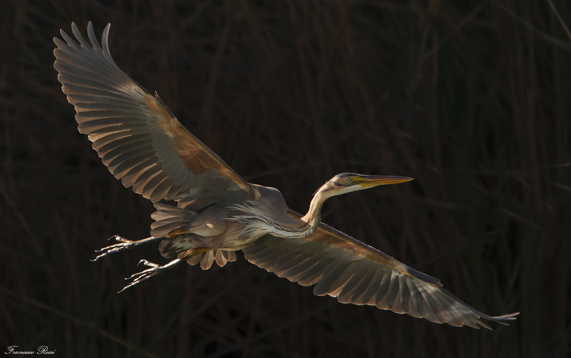 Heron backlit
