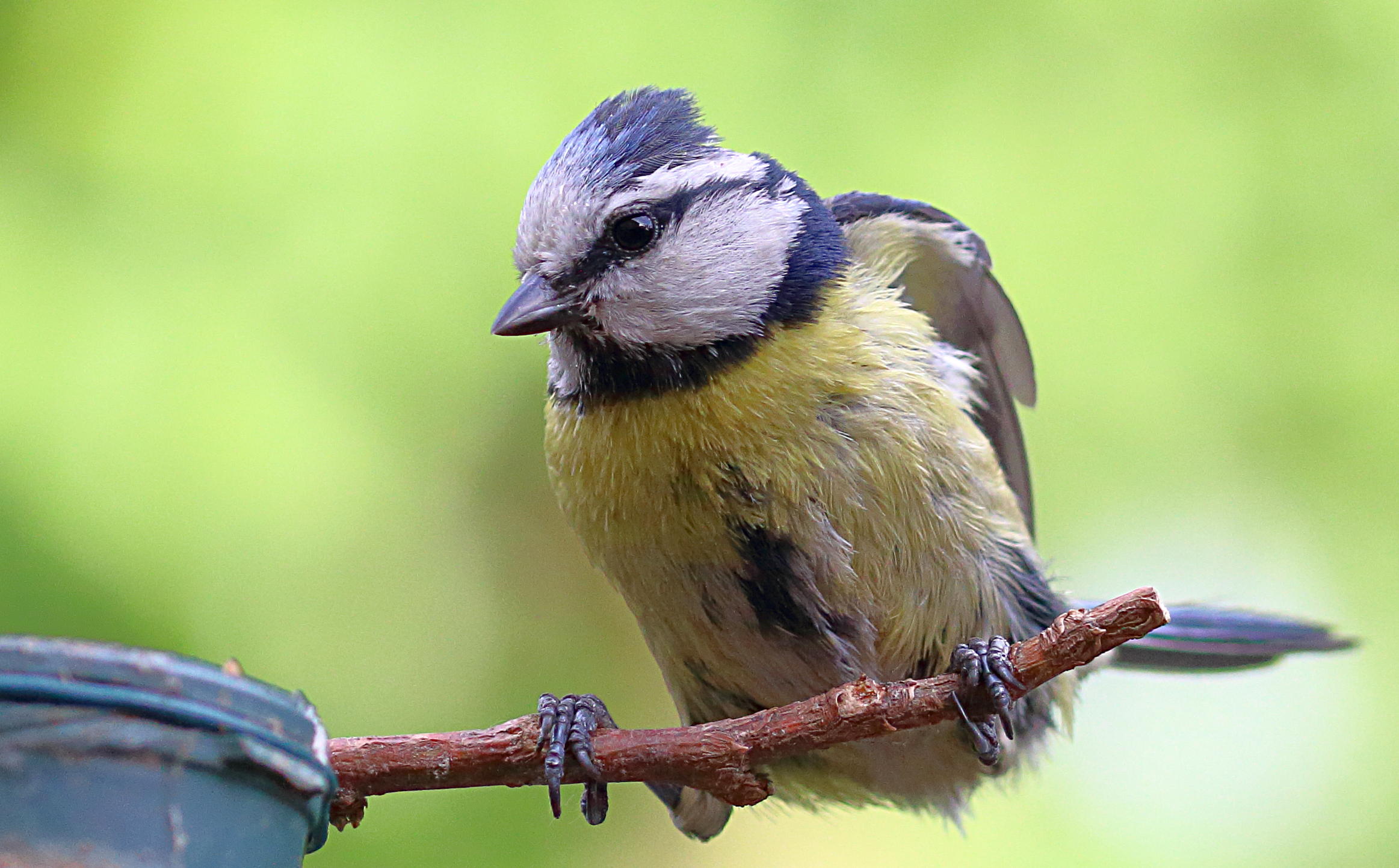 Cinciarella with 105 Macro