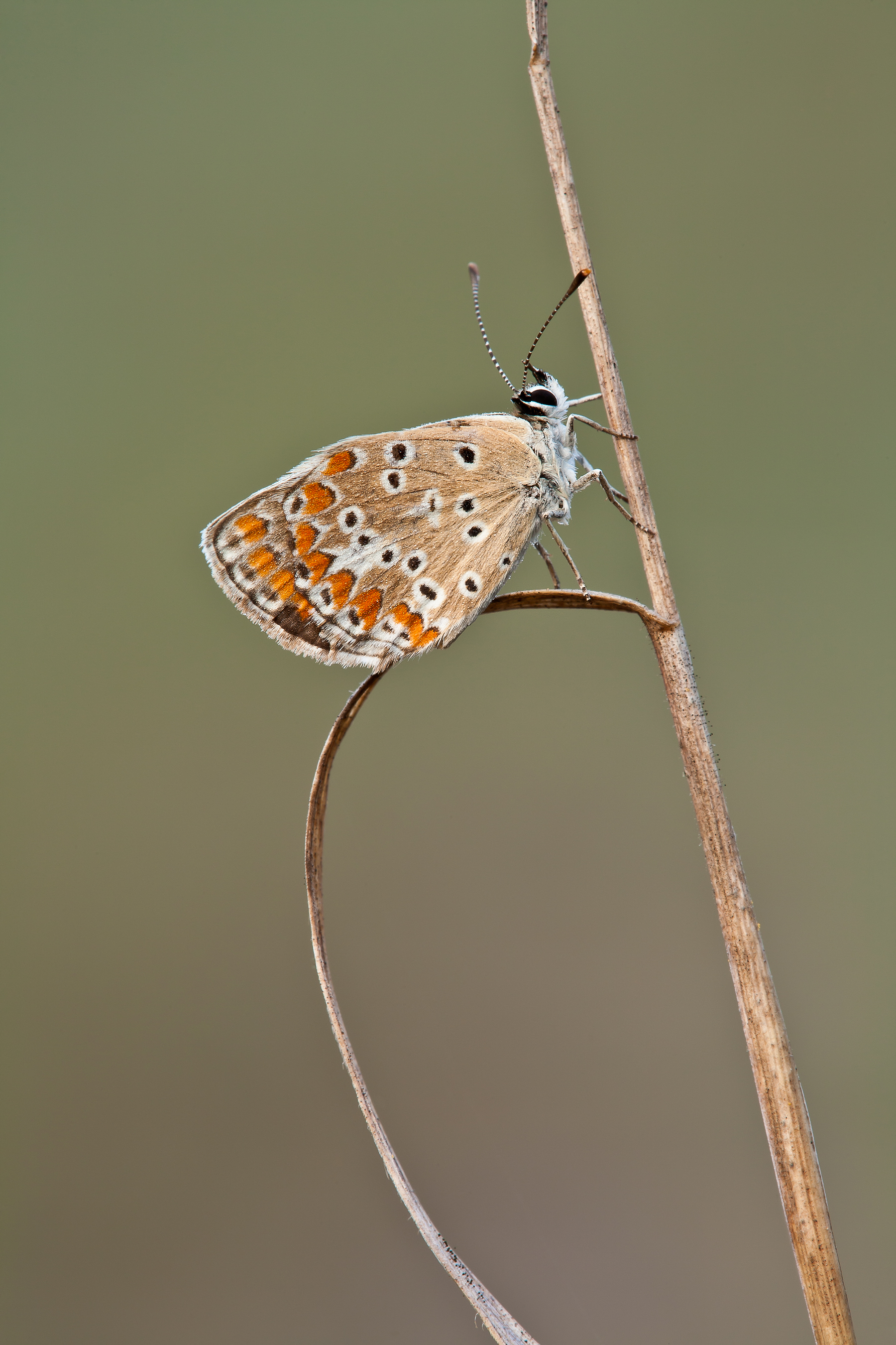 L'ultima arrampicata