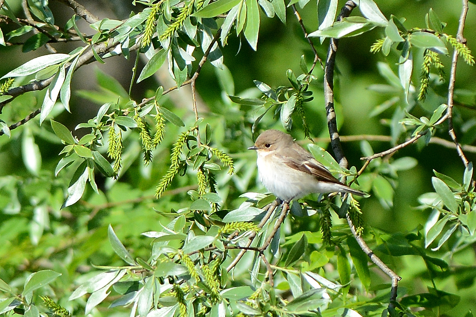 Flycatcher Female