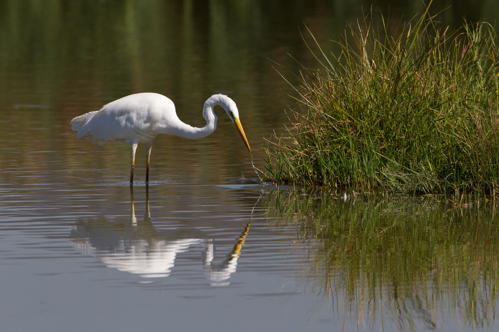 White Heron fishing