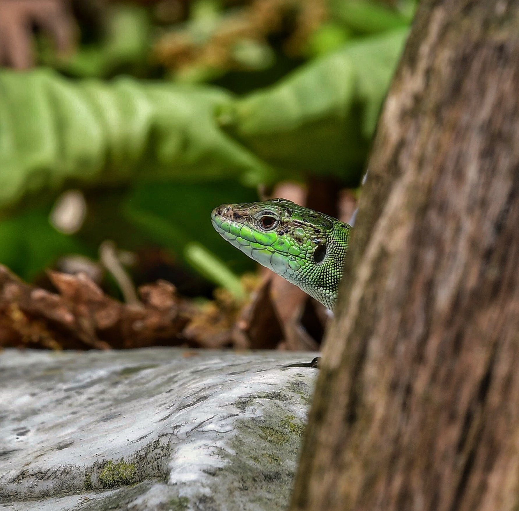 Did not see anybody !?