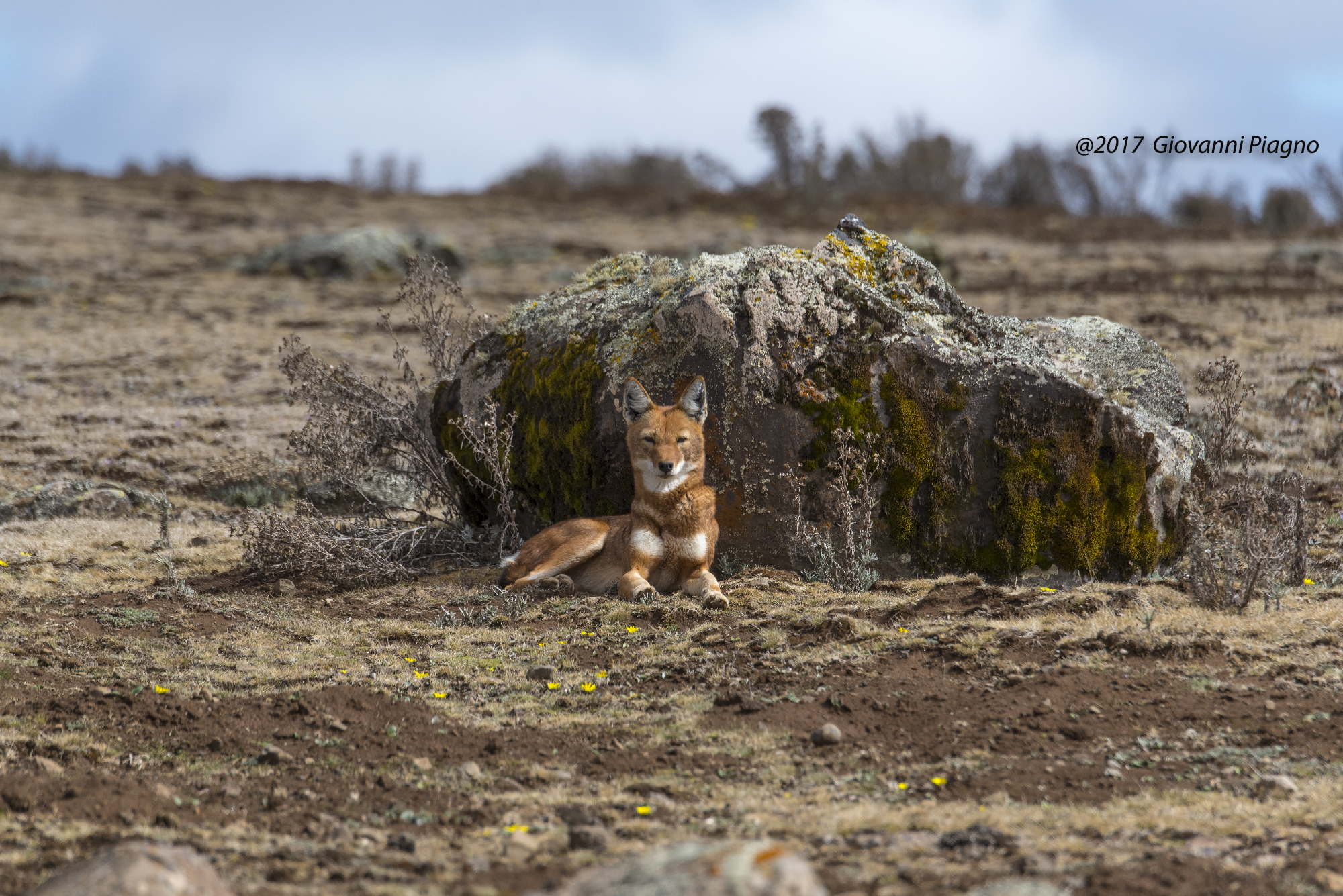 Lupo del Simen (Canis simensis)