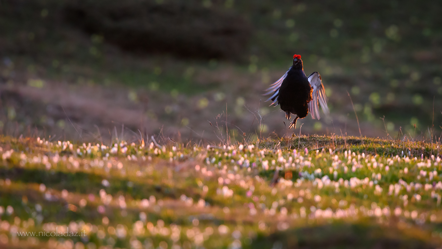"Jump" Val di Non 2015 in compagnia dell'amico...