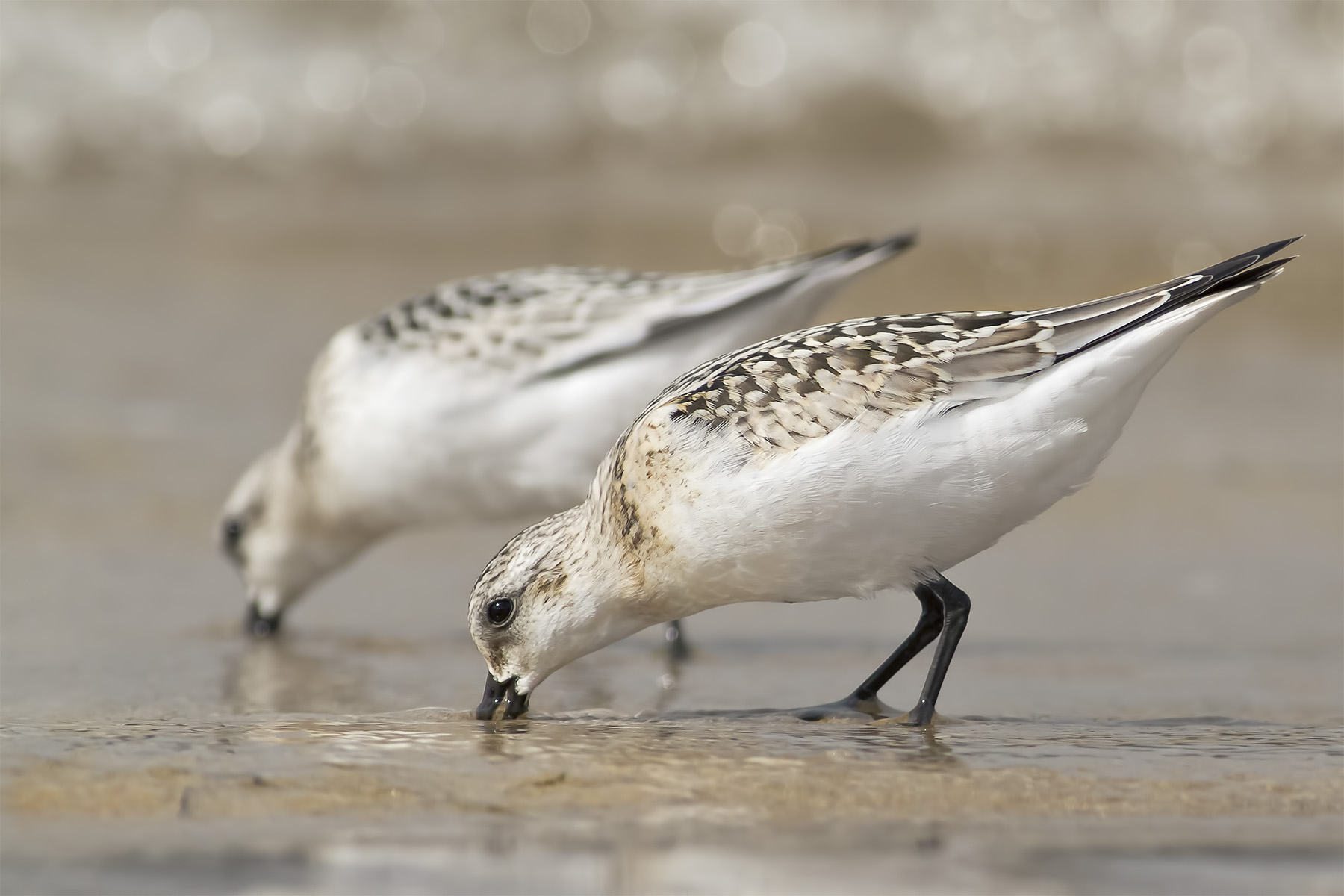 Sanderling
