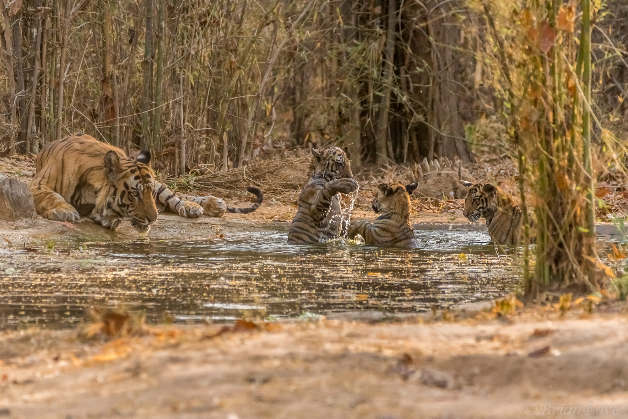 Il papà osserva come il gioco dei bambini