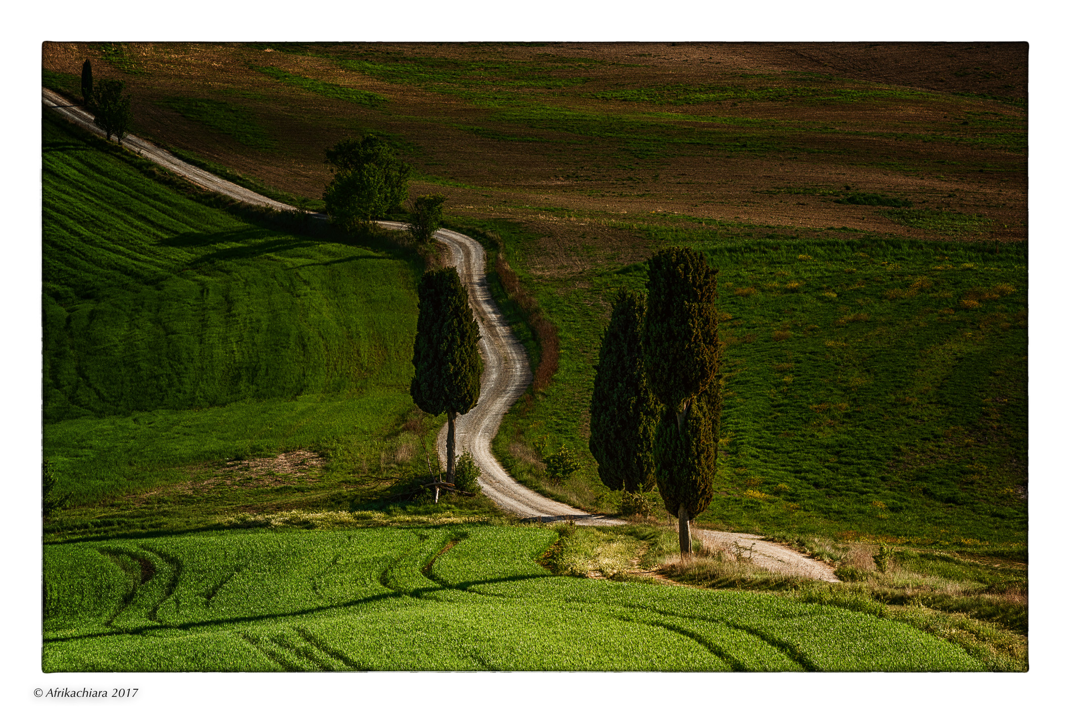 The charm of cypresses