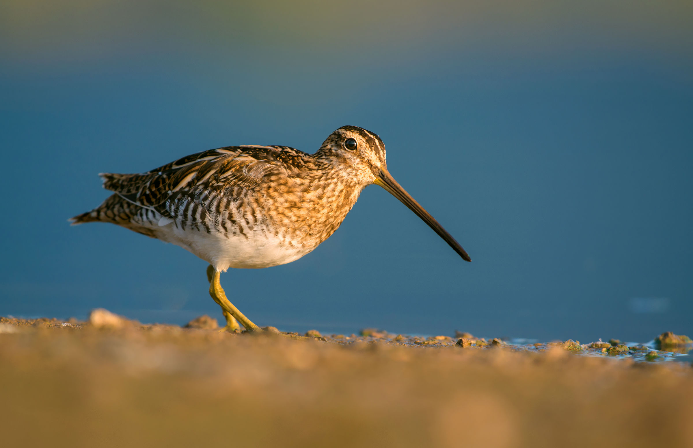 common snipe