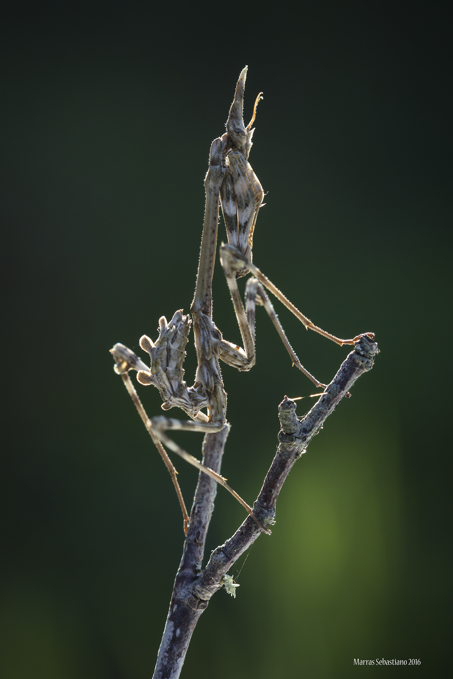 Empusa pennata