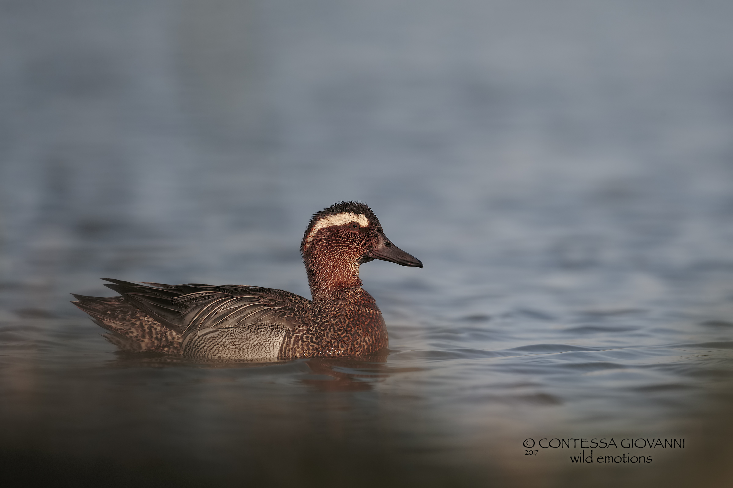 garganey