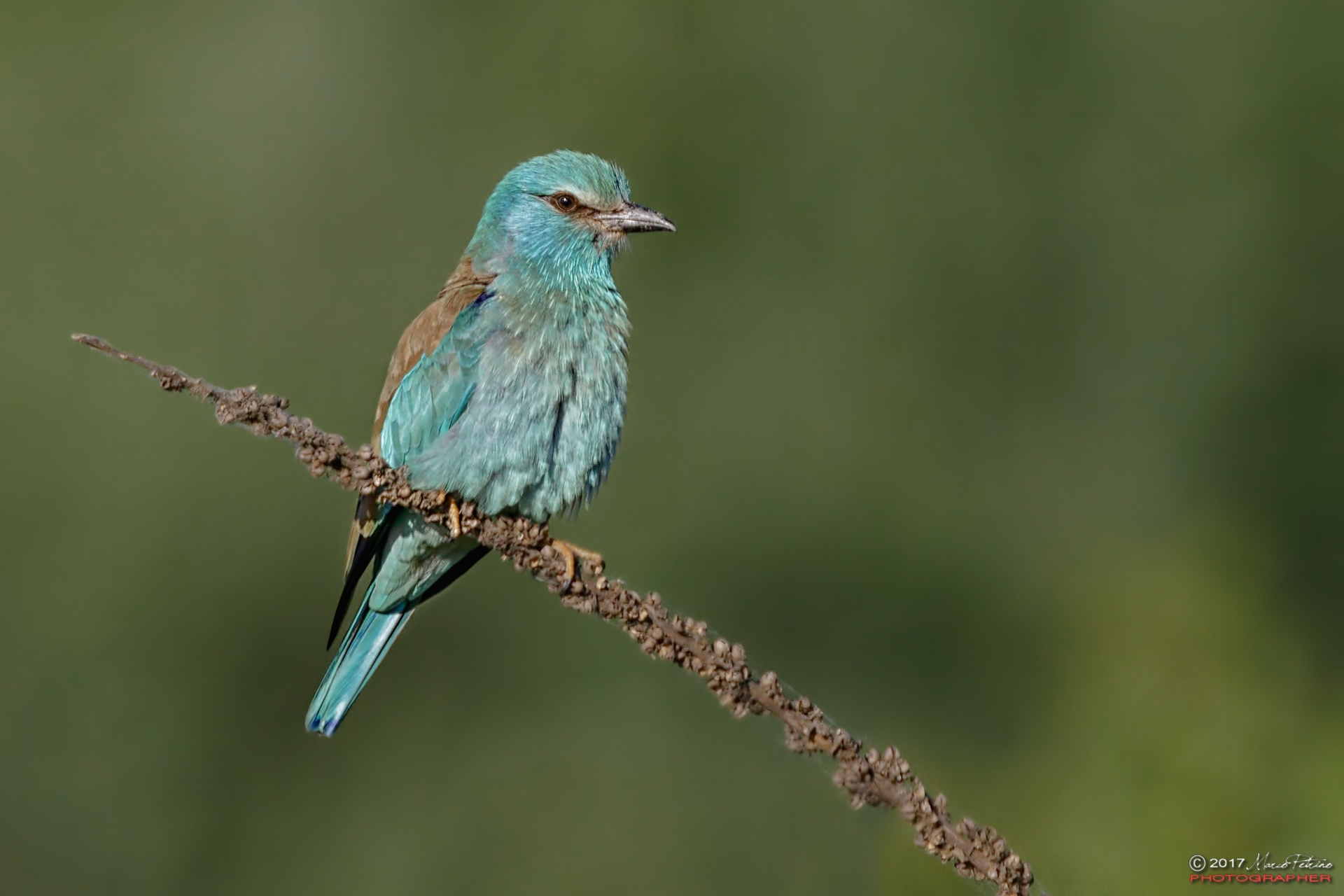 Navy Jay (Coracias garrulus)