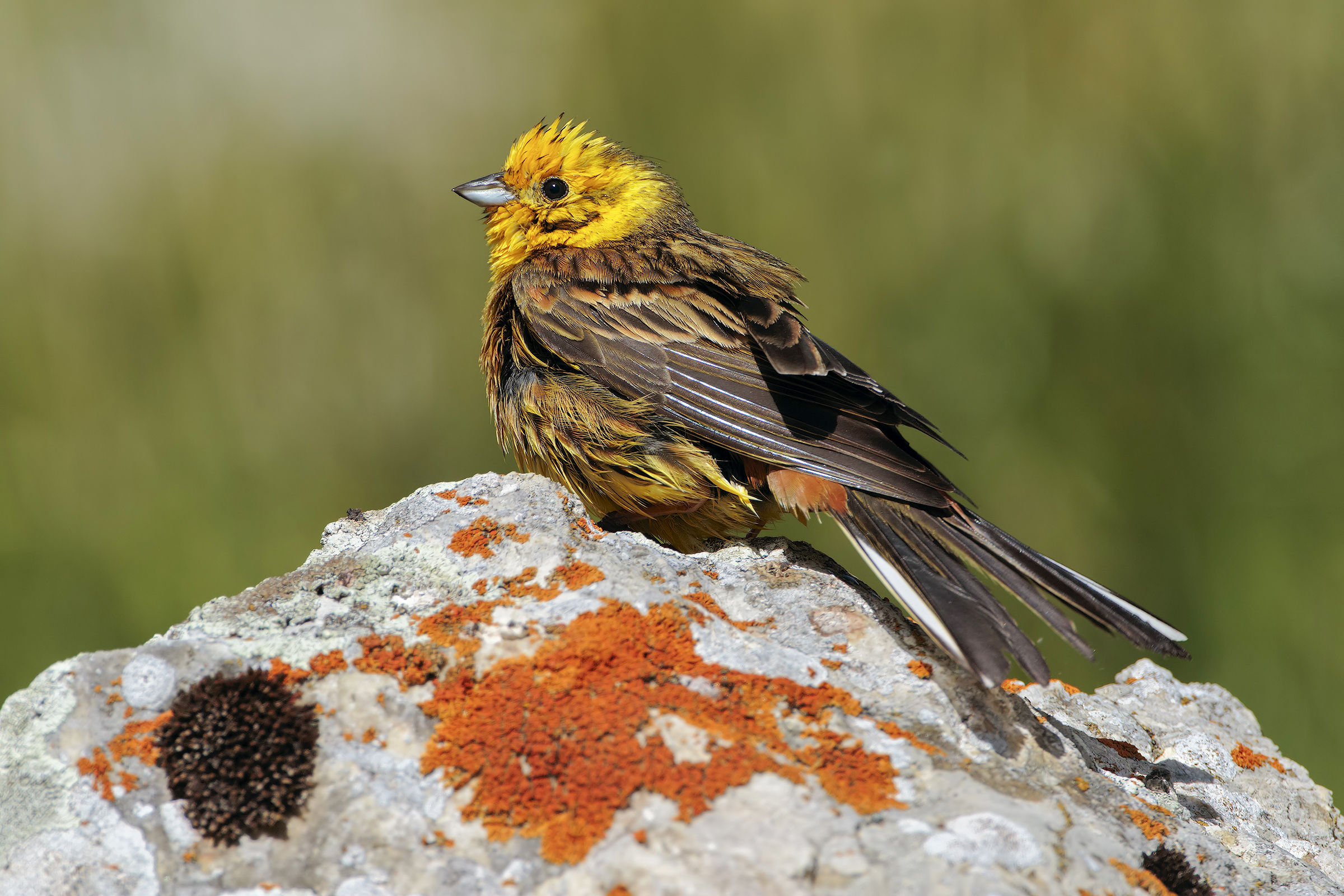 Yellowhammer
