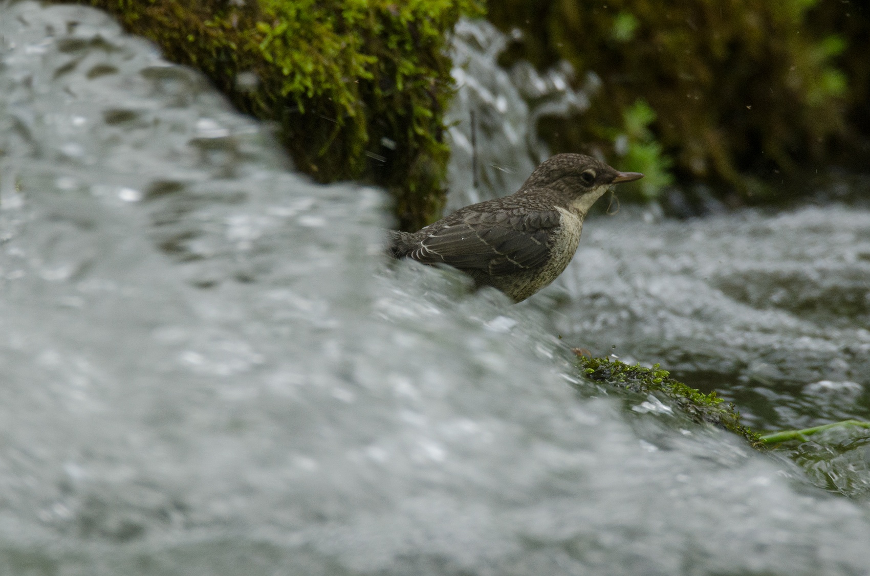 Outside the waterfall