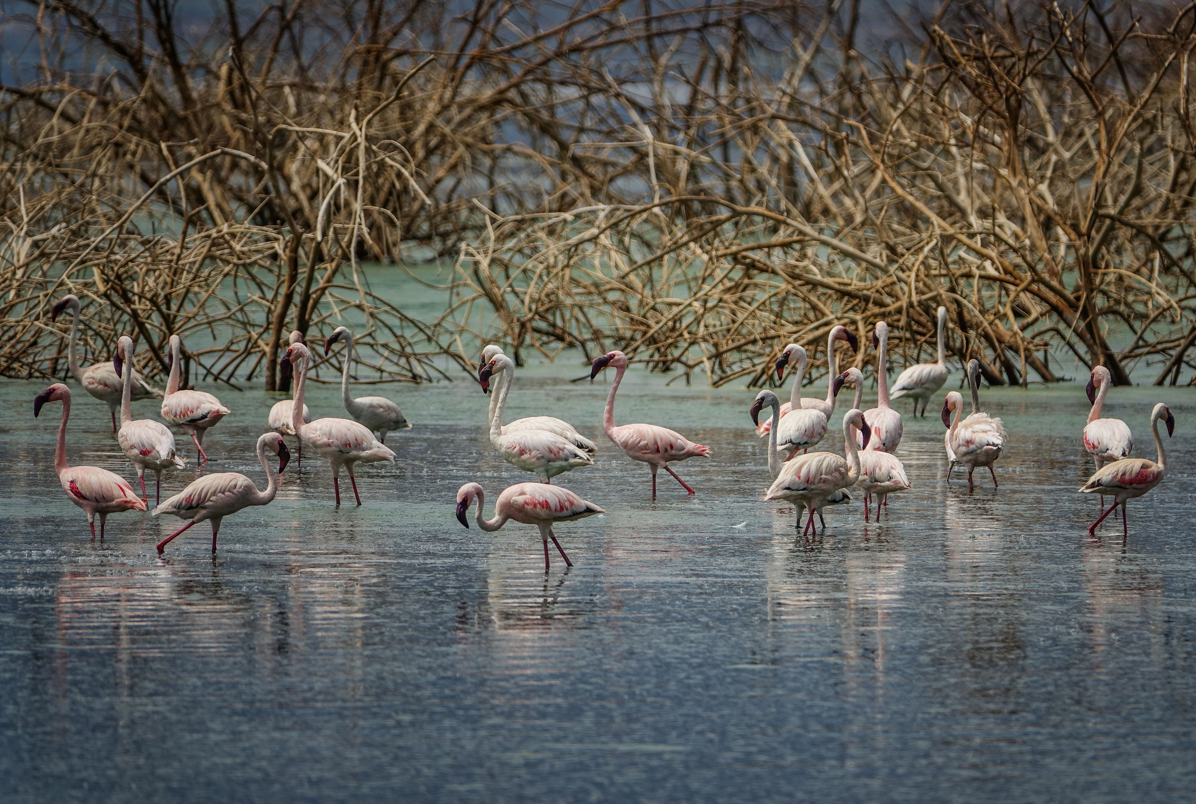 Flamingo in Bogota lake (Kenya)