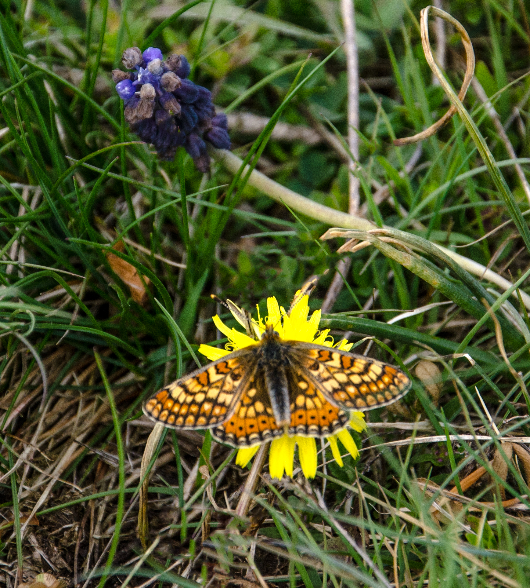 Pioneering butterfly