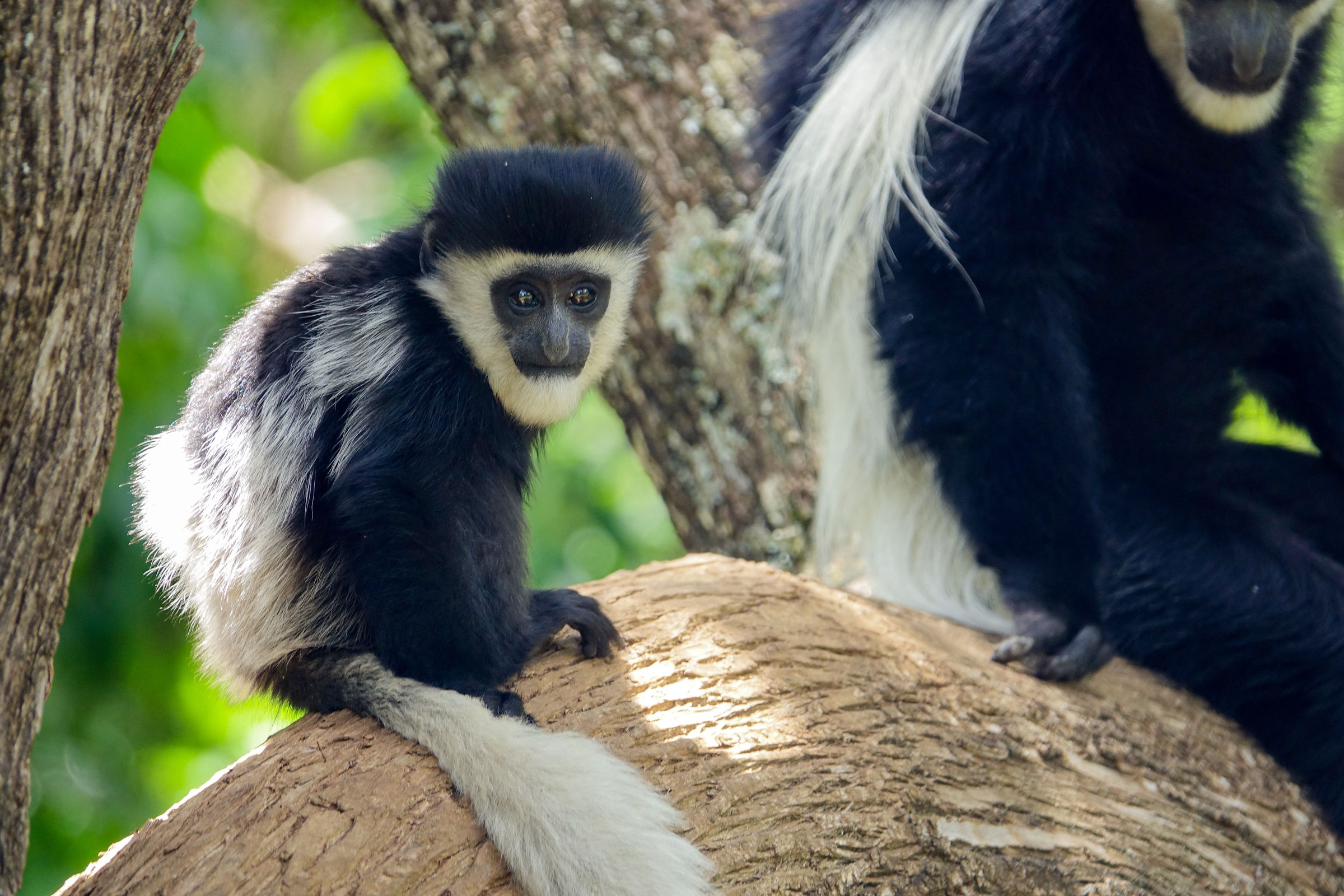 Colobus illiger
