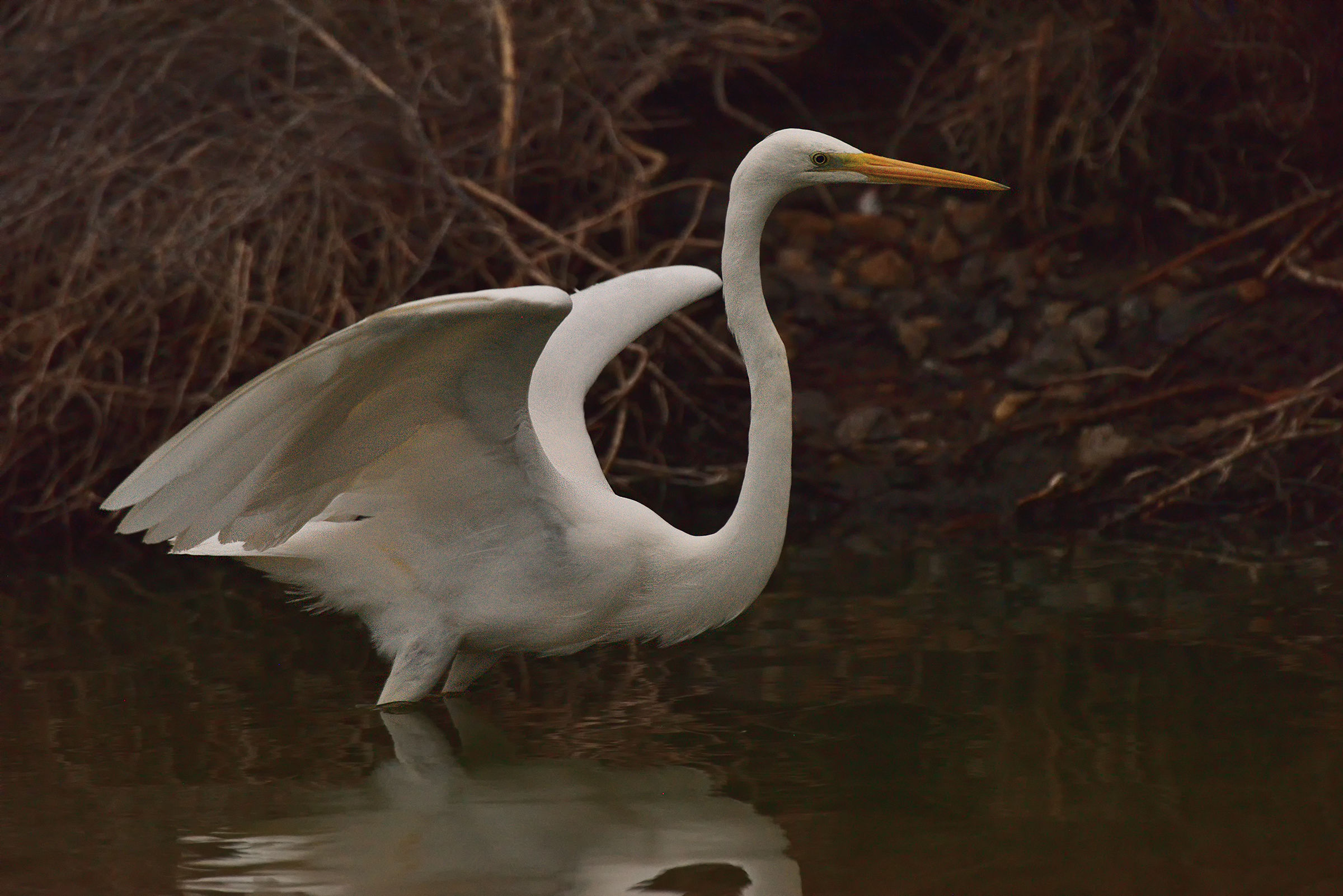 Major White Heron taking off