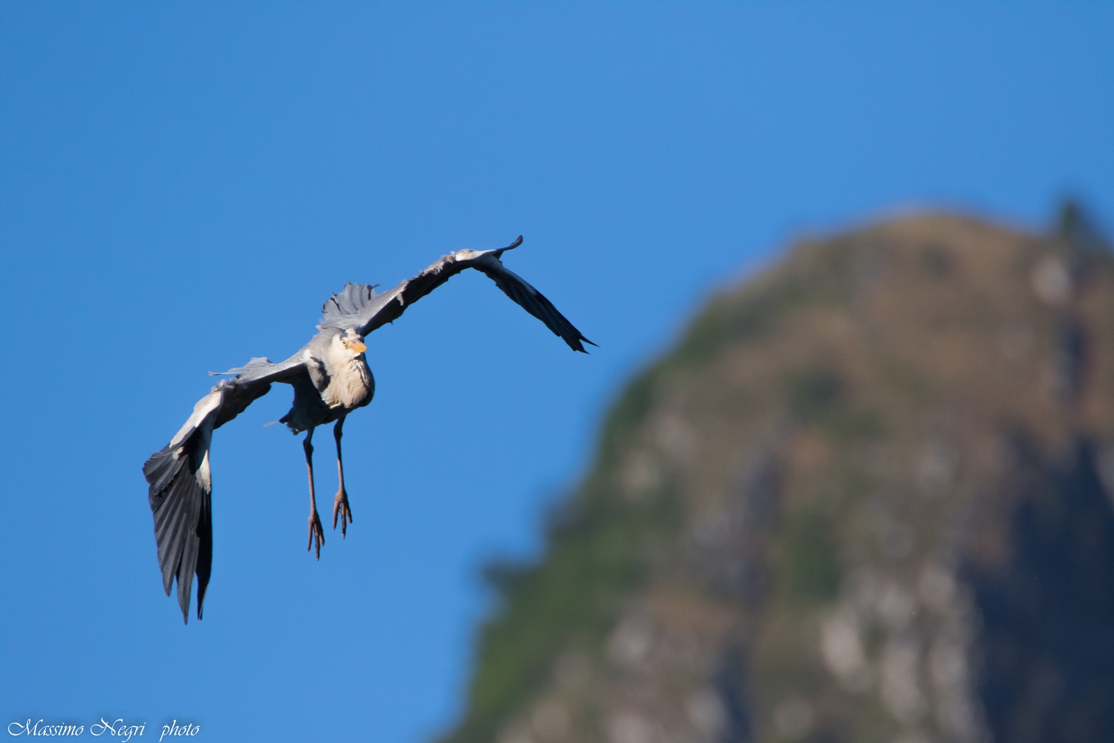 Cattle in flight ... after an evening with friends