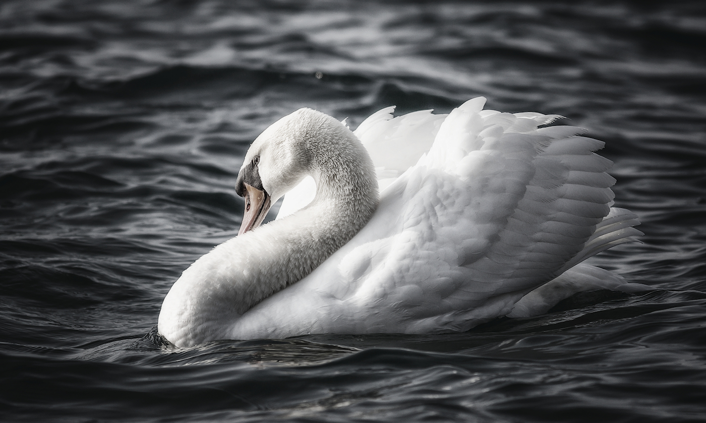 the elegance of the swan